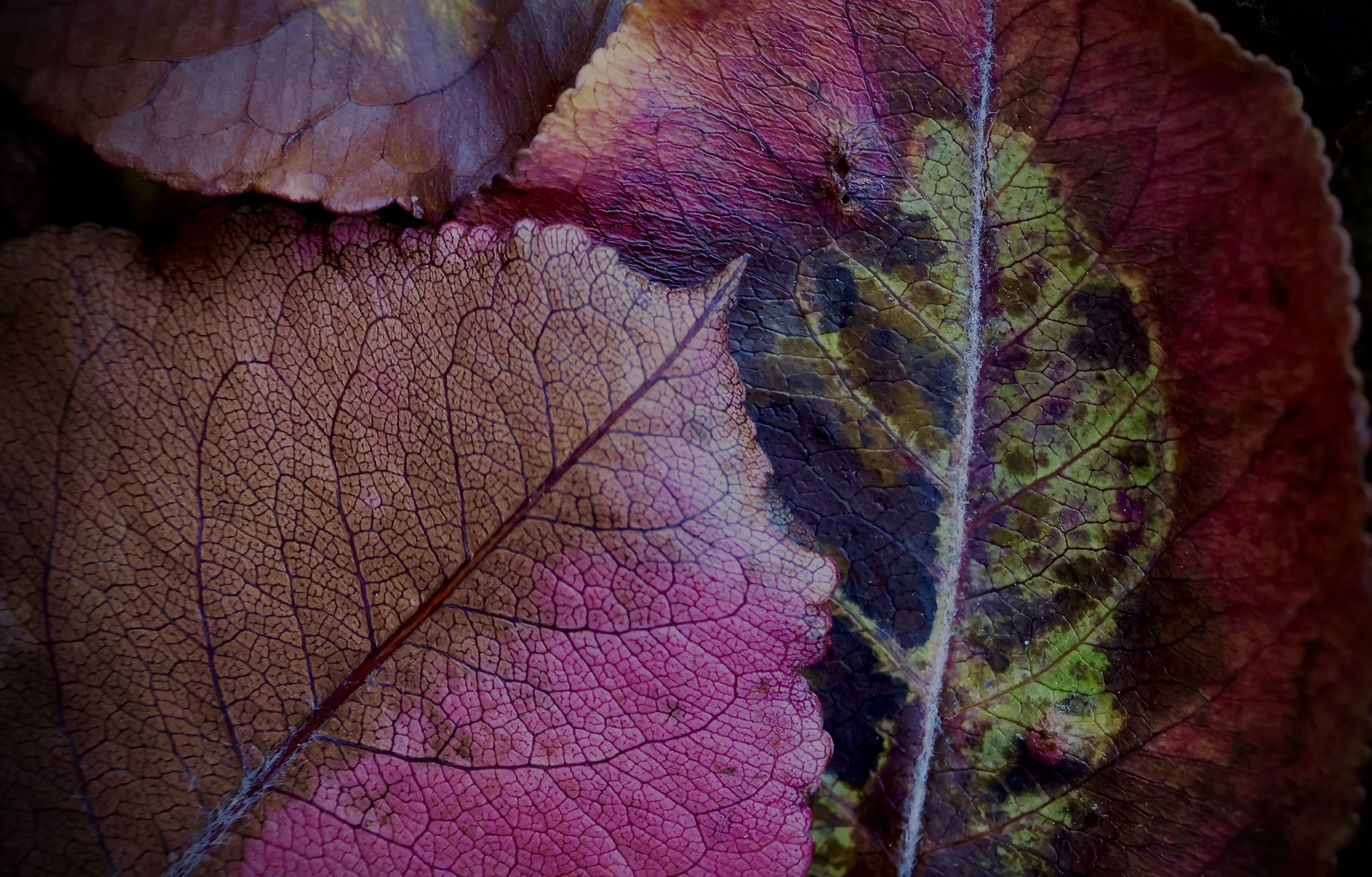 Close-up of colorful fallen leaves with visible vein patterns in shades of purple, pink, red, and green.