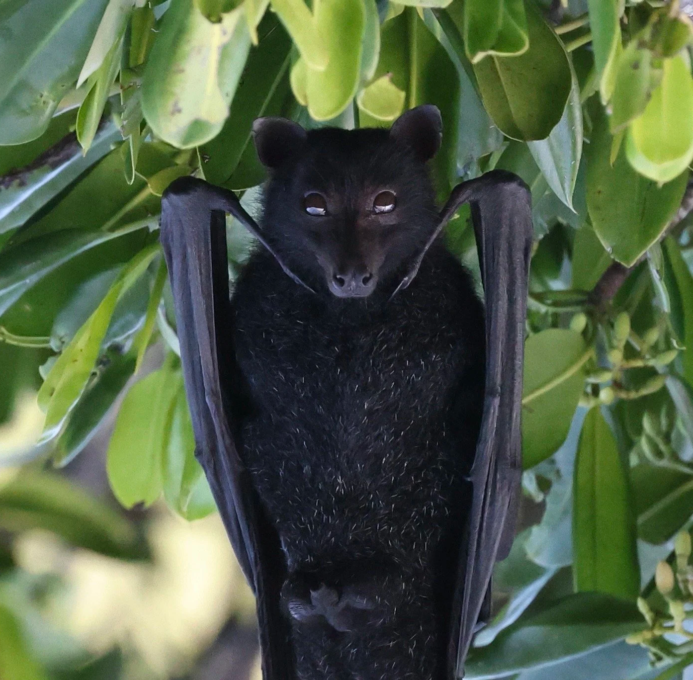 A black bat hanging upside down among green leaves.