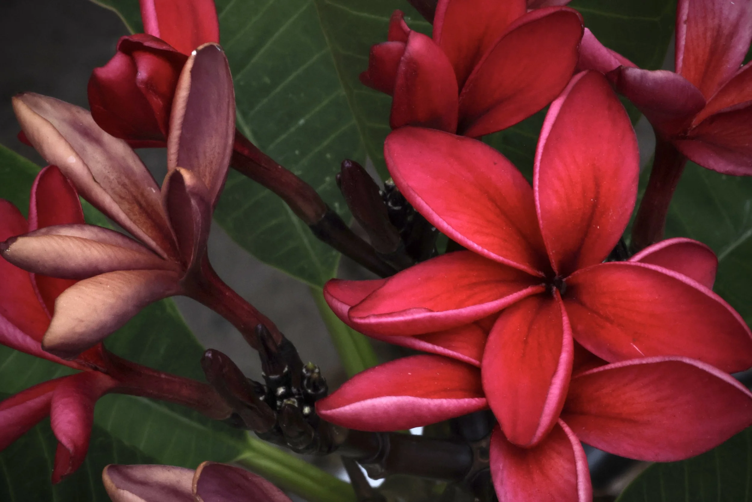 Close-up of vibrant red and pink tropical flowers with green leaves in the background.
