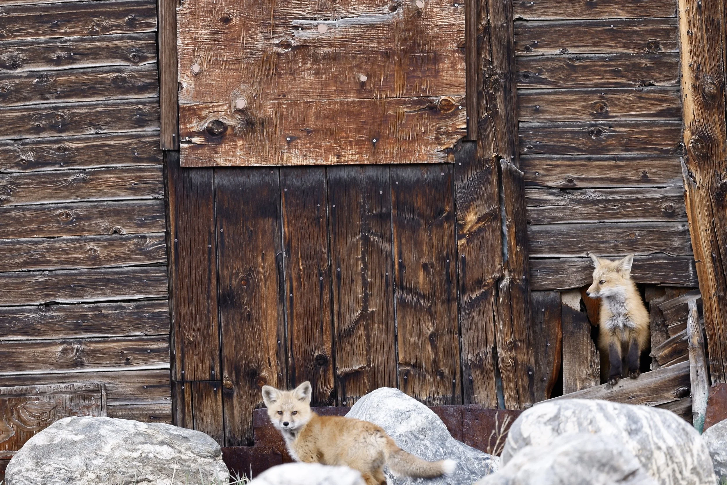 Two young foxes in front of a rustic wooden barn, one lying on rocks and the other standing on a small wooden platform near the barn door.