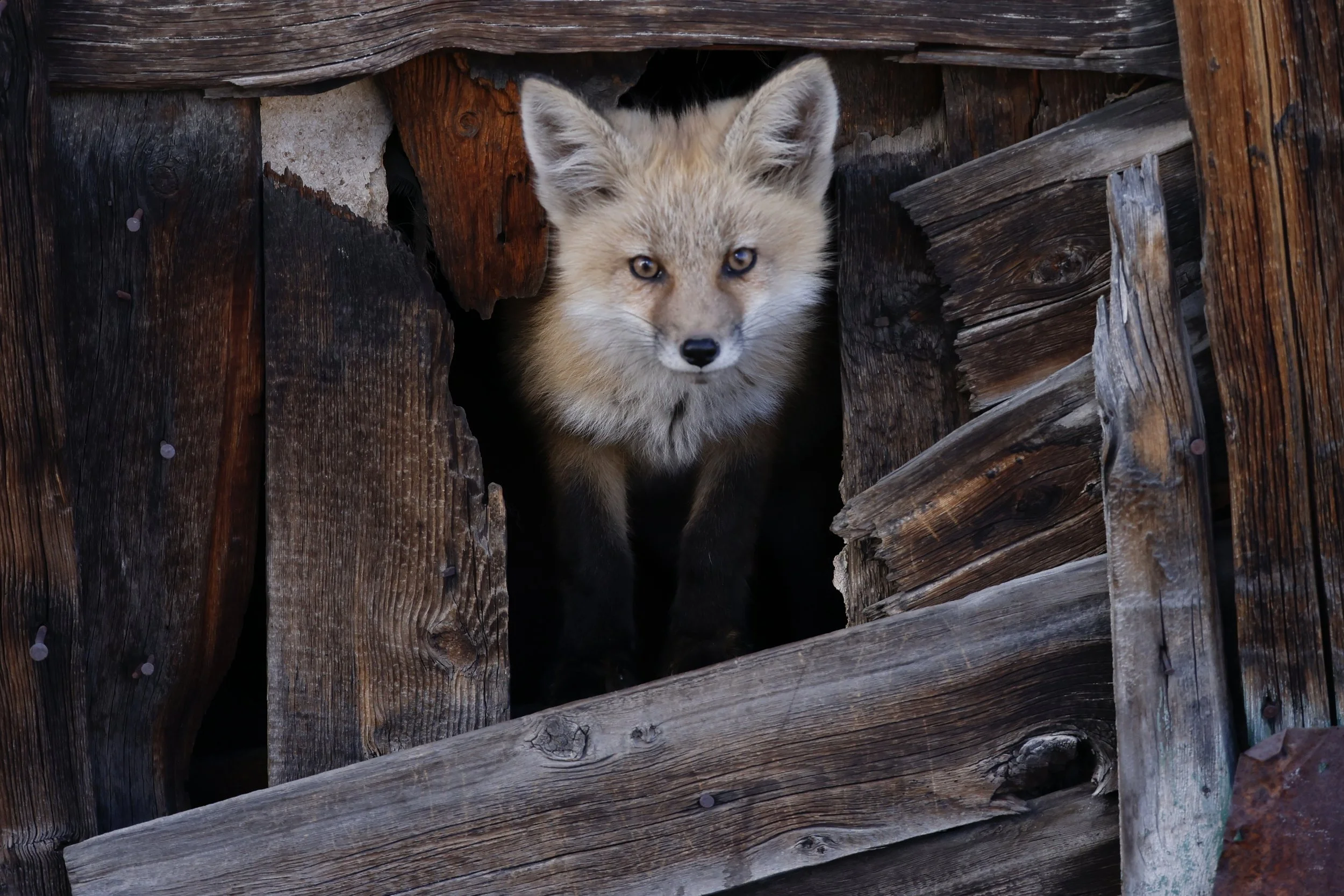 A fox peering out from a dark opening in a pile of weathered wooden planks.