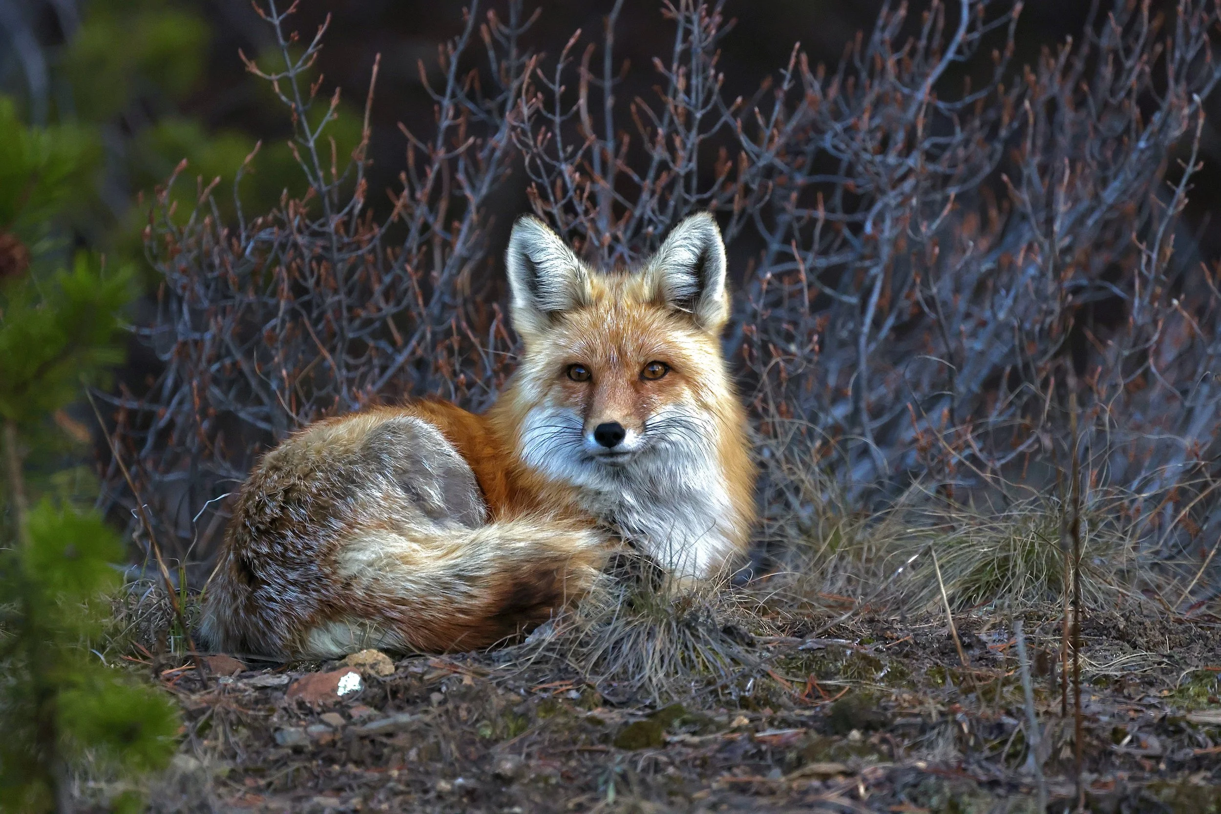 WildLife Collection