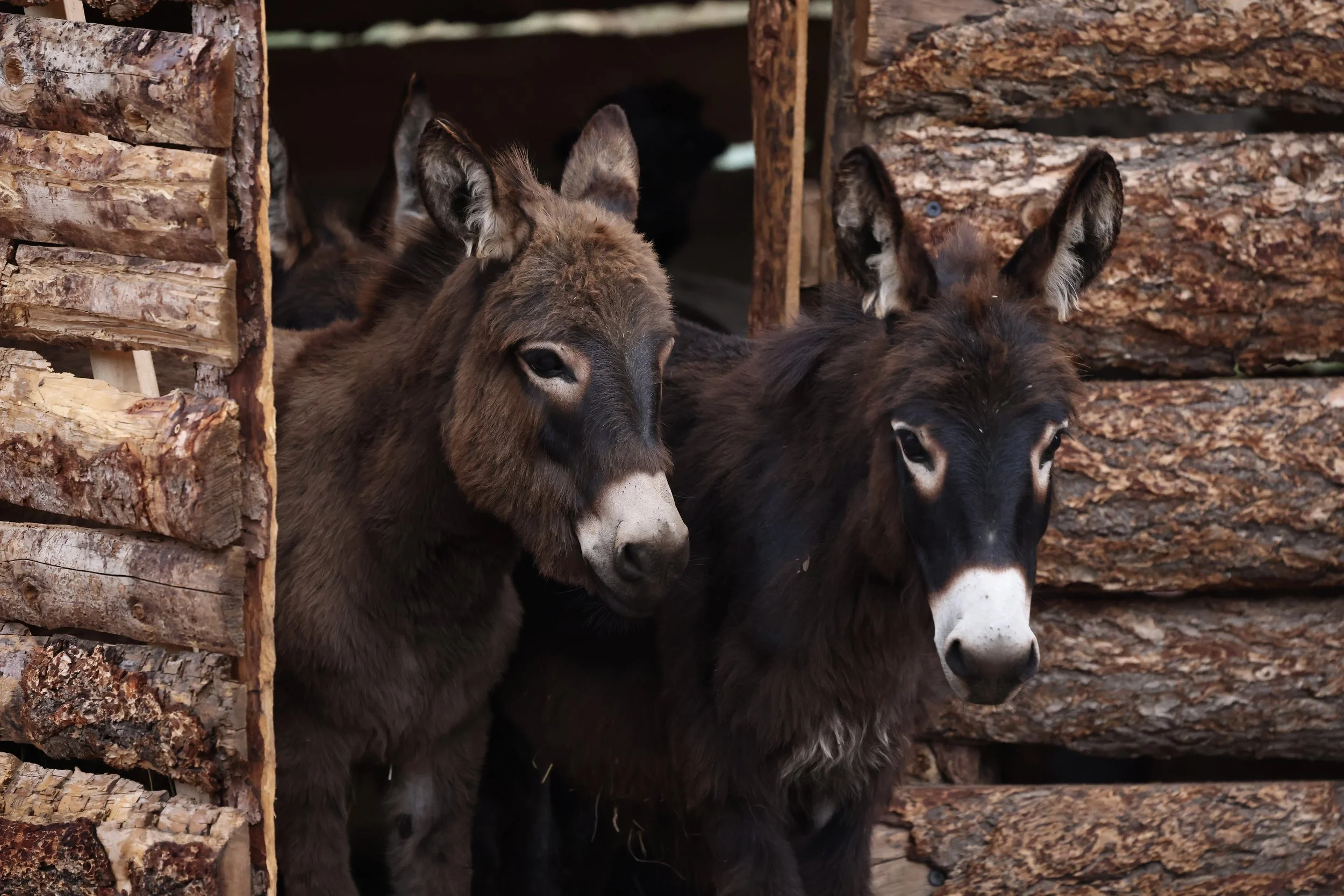 Three donkeys standing close together inside a wooden shelter made from stacked logs, with the shelter opening visible in the background.