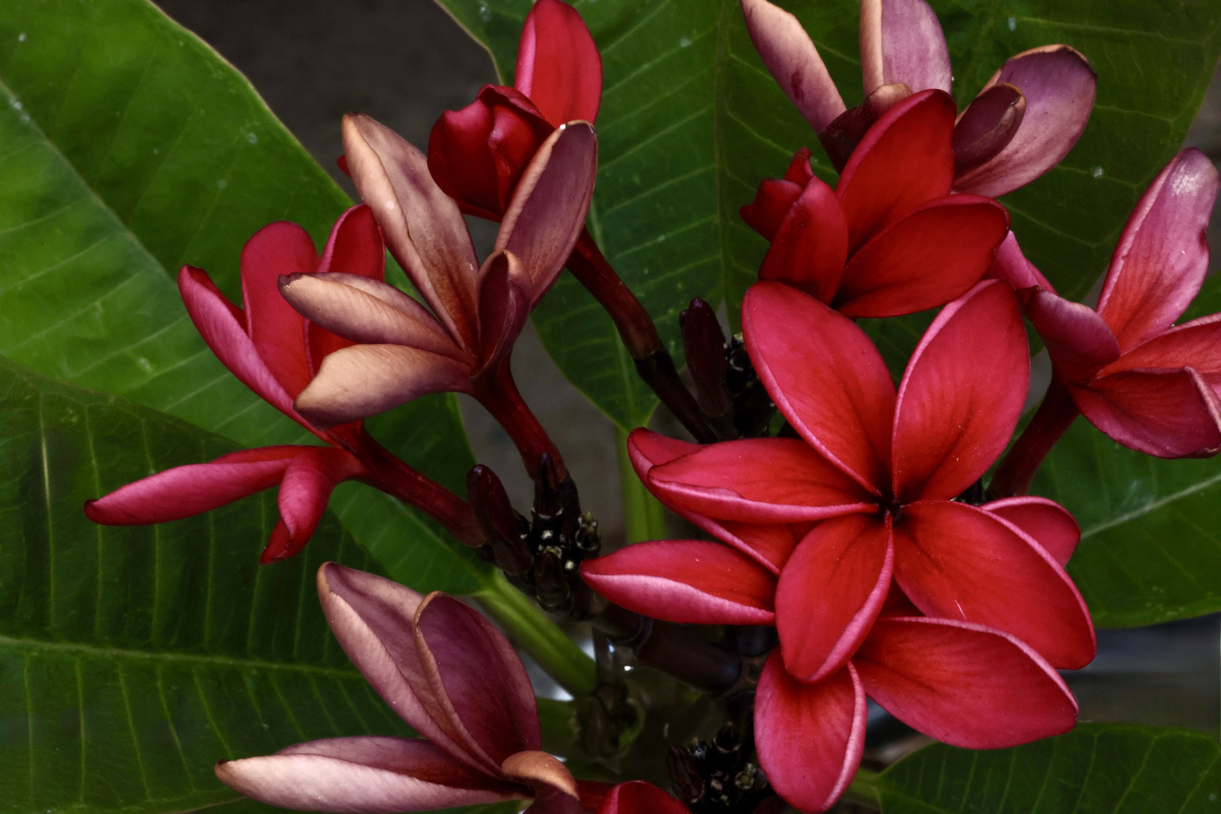 Close-up of red and pink flowers with large green leaves in the background.