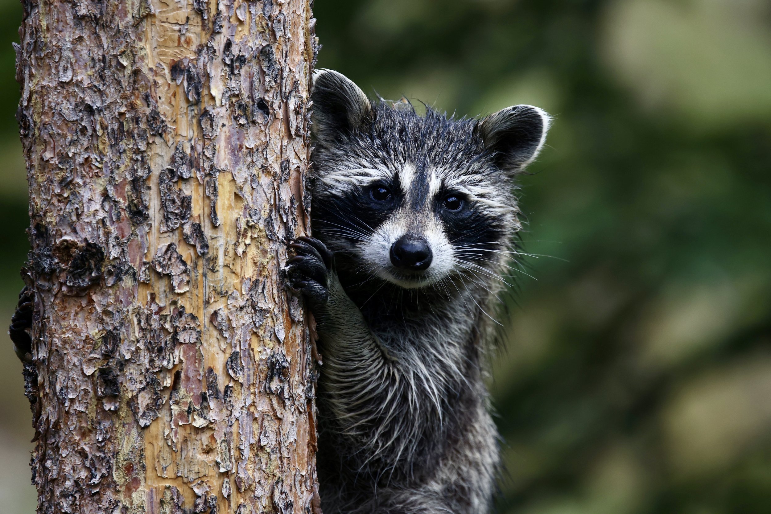 A raccoon peeks from behind a tree trunk with rough, textured bark, with a blurred green background.
