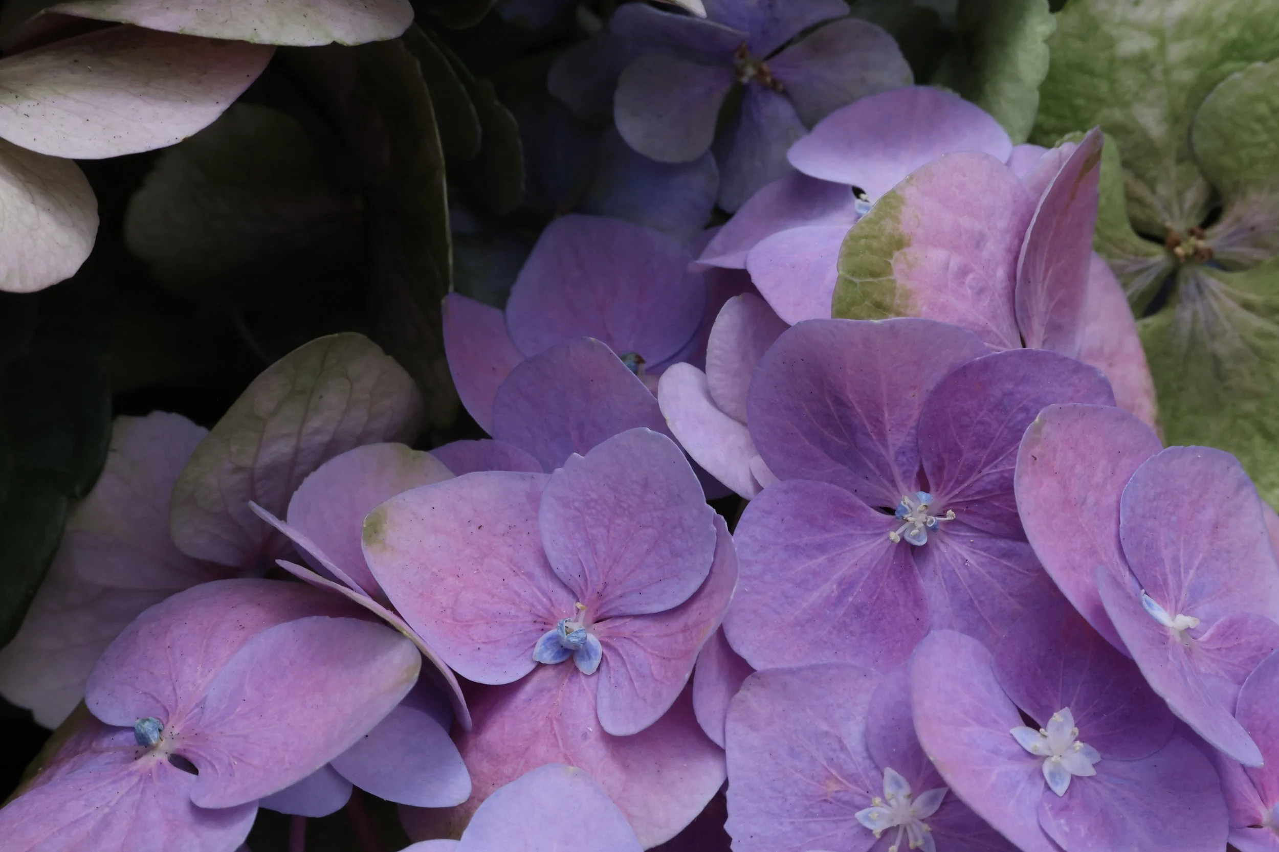 Close-up of purple and pink hydrangea flowers with green leaves.