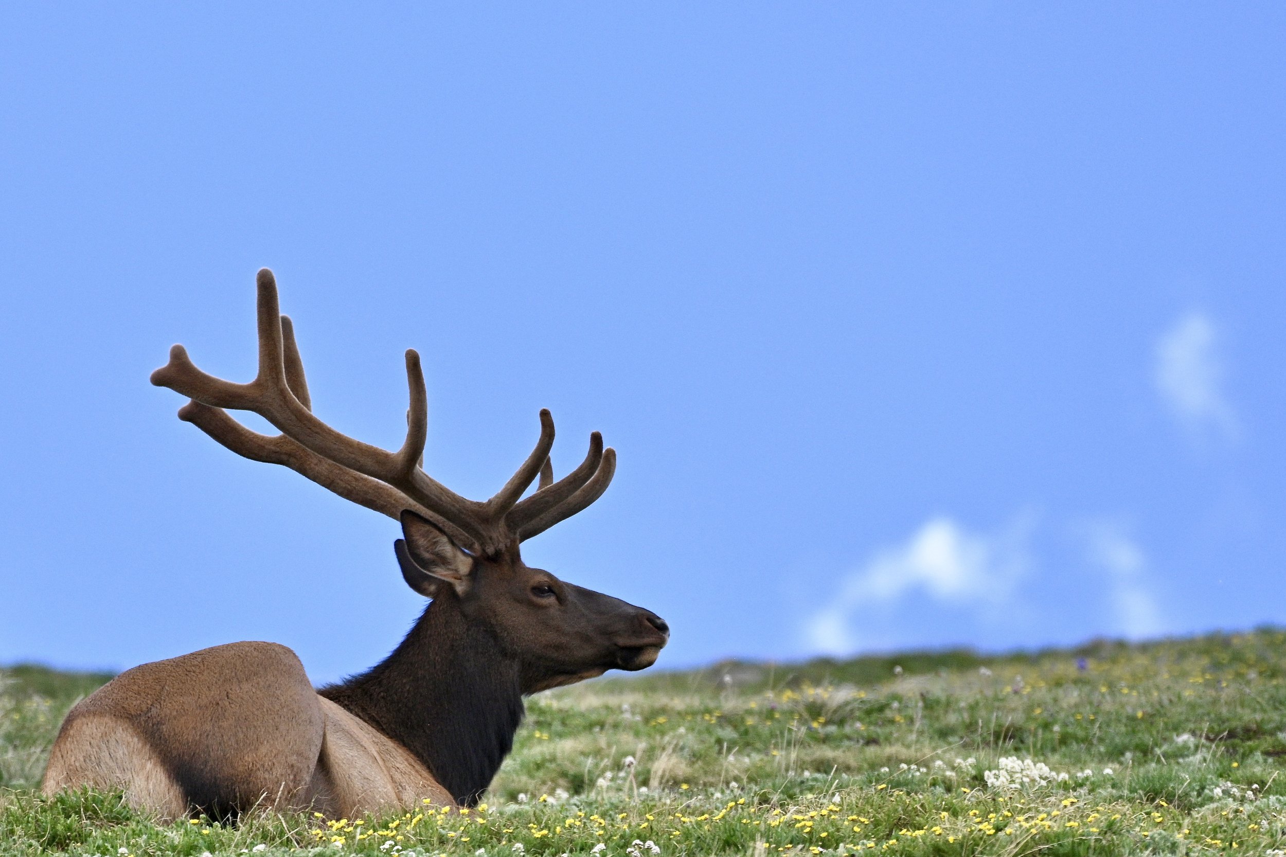 A deer with large antlers lying on a grassy field with small yellow and white flowers, under a blue sky with some clouds.