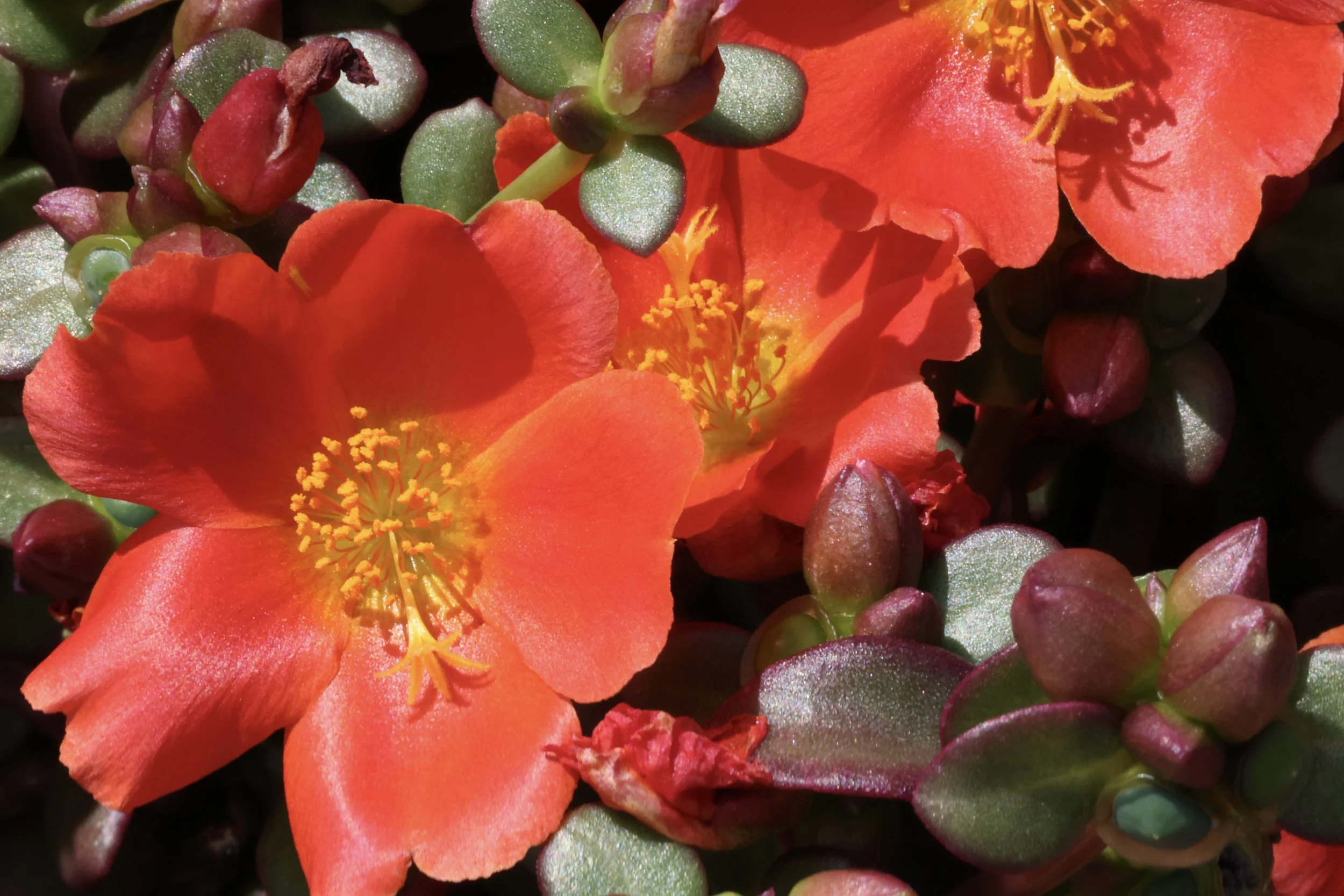 Luxe Wingpod Purslane