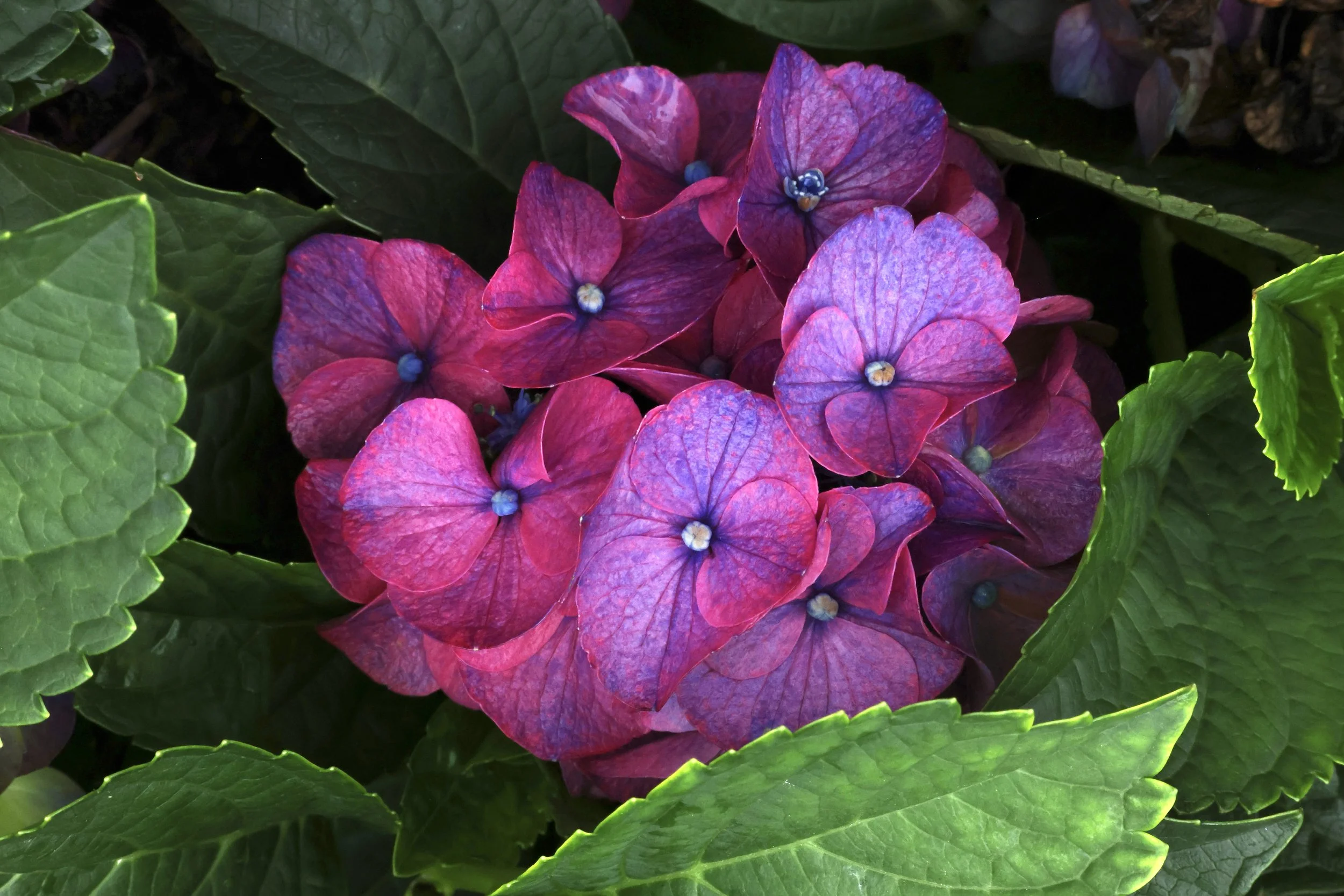 Close-up of pink and purple hydrangea flowers with green leaves surrounding them.