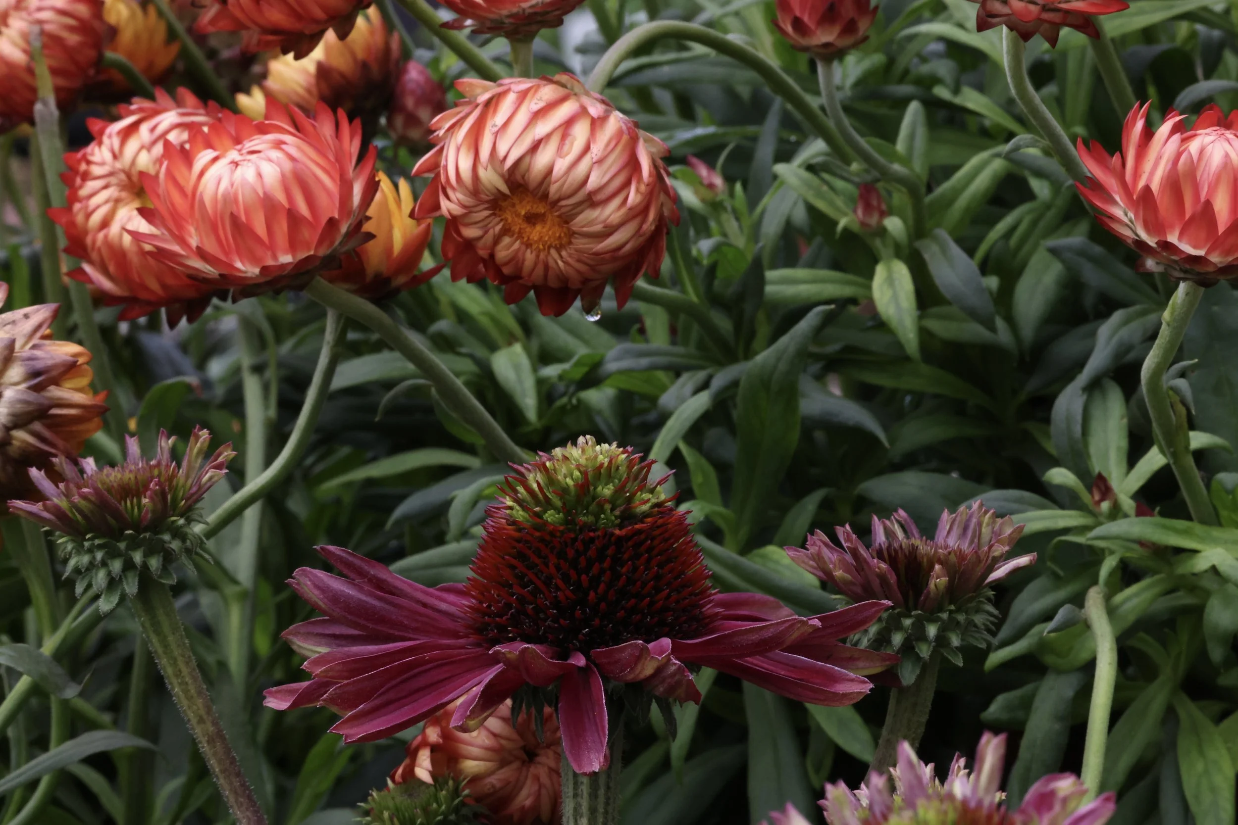 Close-up of pink and red dahlias blooming among green foliage.