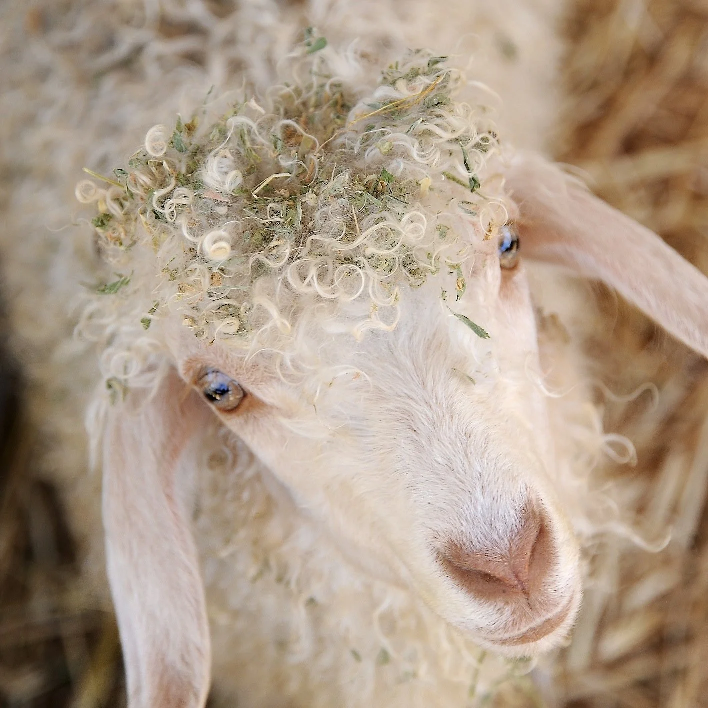 Close-up of a white lamb with curly wool on its head, standing in a barn with straw background.