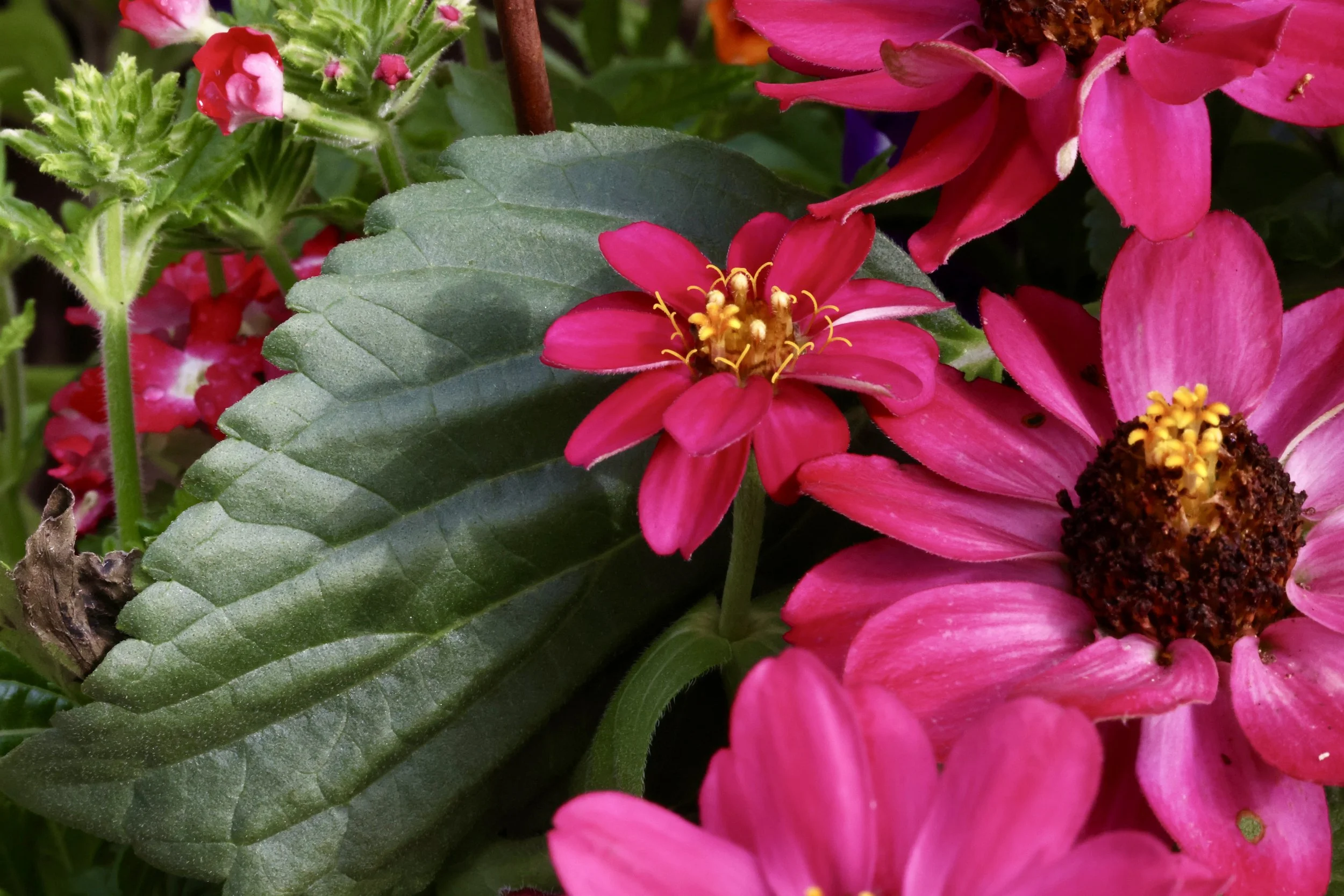 Close-up of vibrant pink flowers with yellow centers and green leaves.