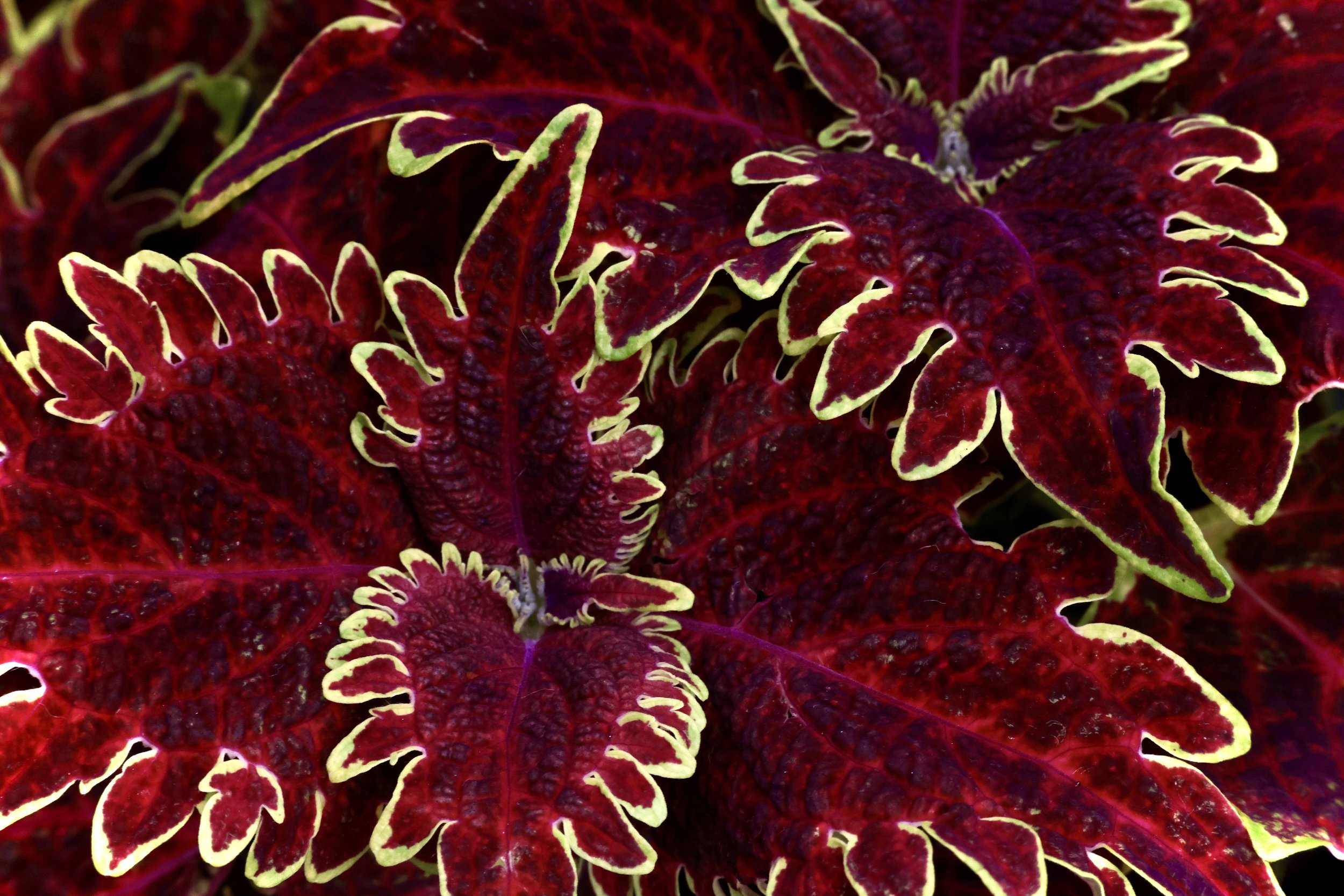Close-up of colorful leafy plant with deep red leaves outlined in bright yellow and green