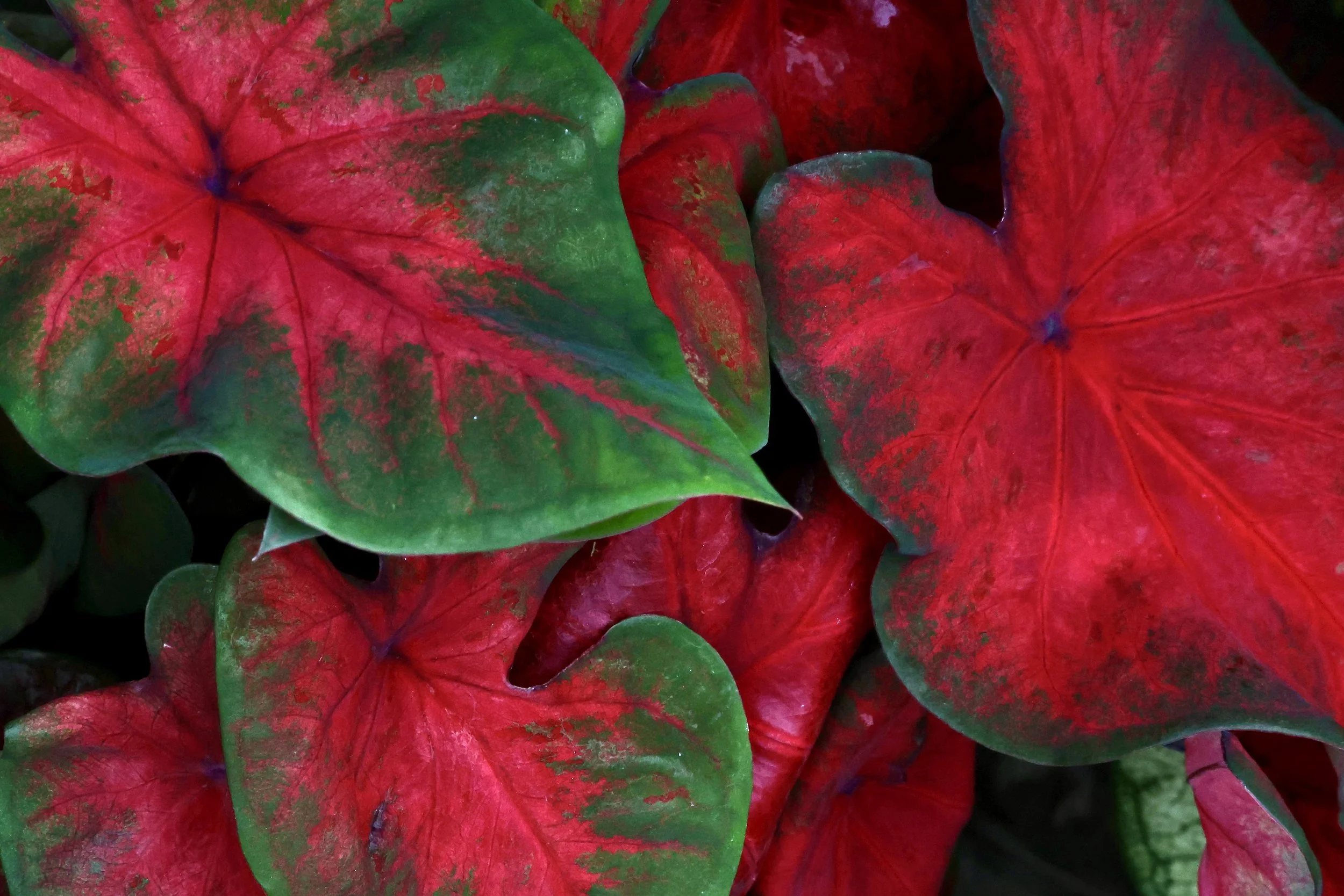 Close-up of colorful poinsettia leaves with red and green hues.