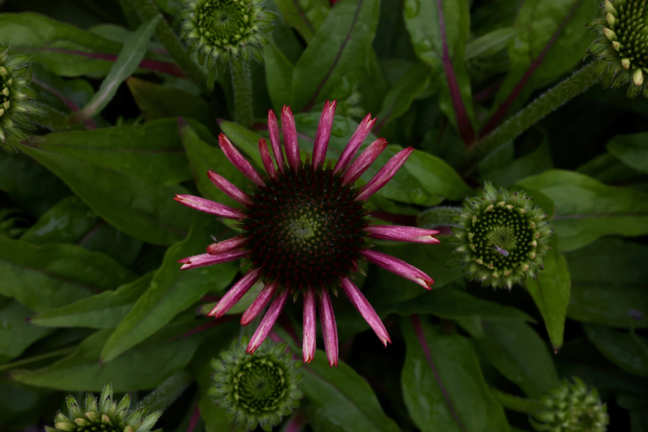 Close-up of a pink and purple coneflower with green leaves and buds in the background.