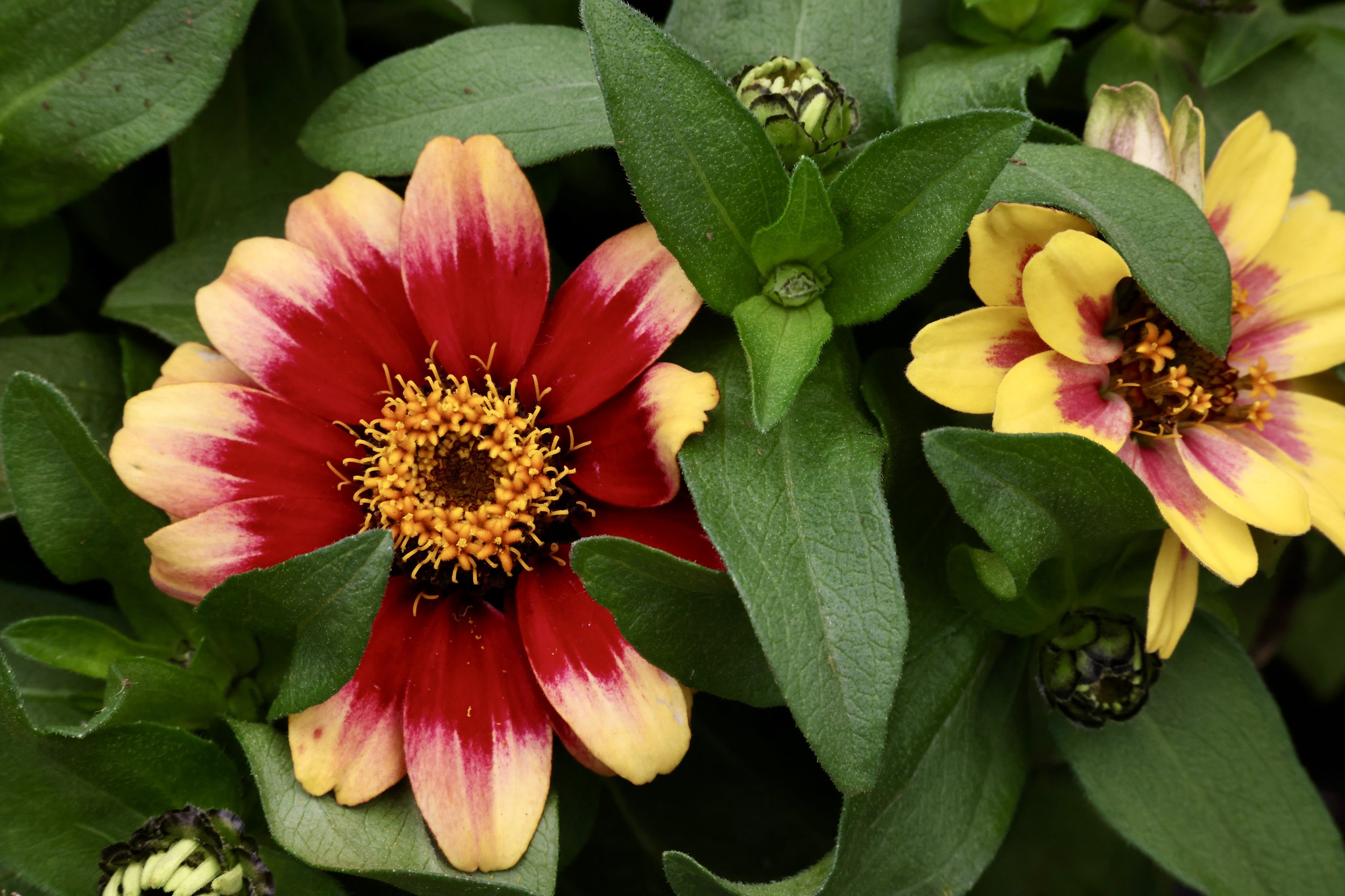 Close-up of vibrant red and yellow flowers with green leaves surrounding them.
