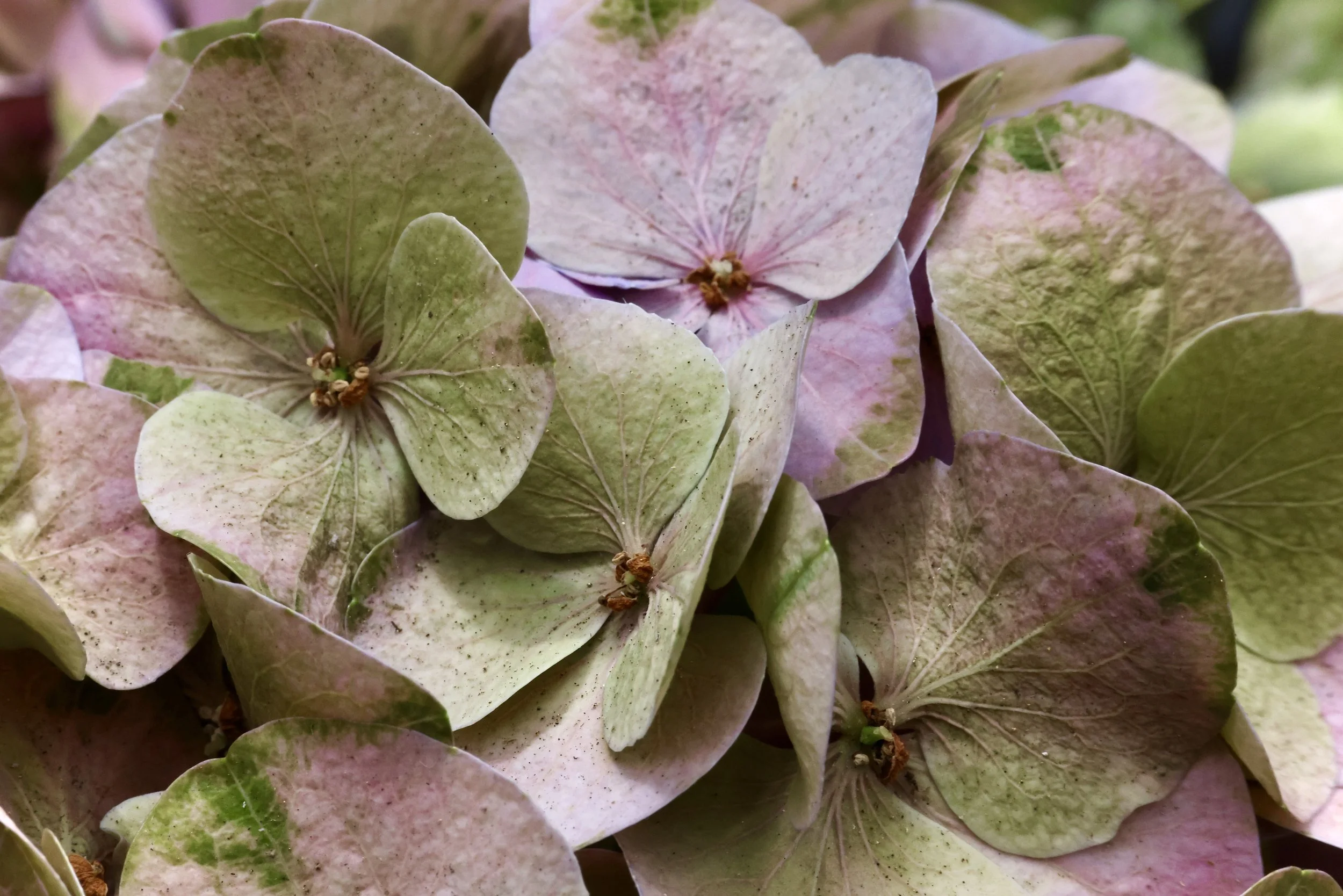 Close-up of faded pink and green hydrangea flowers with some brown spots and tiny insects on the petals.