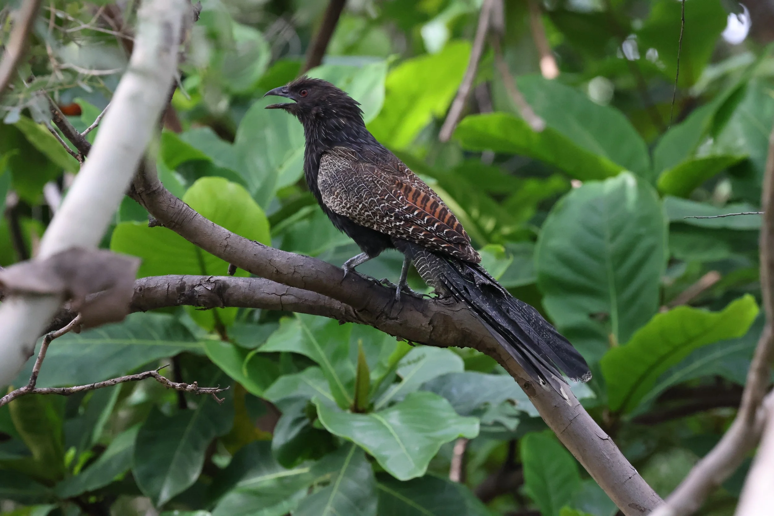 A bird with black and brown plumage perched on a branch surrounded by green leaves in a dense forest.
