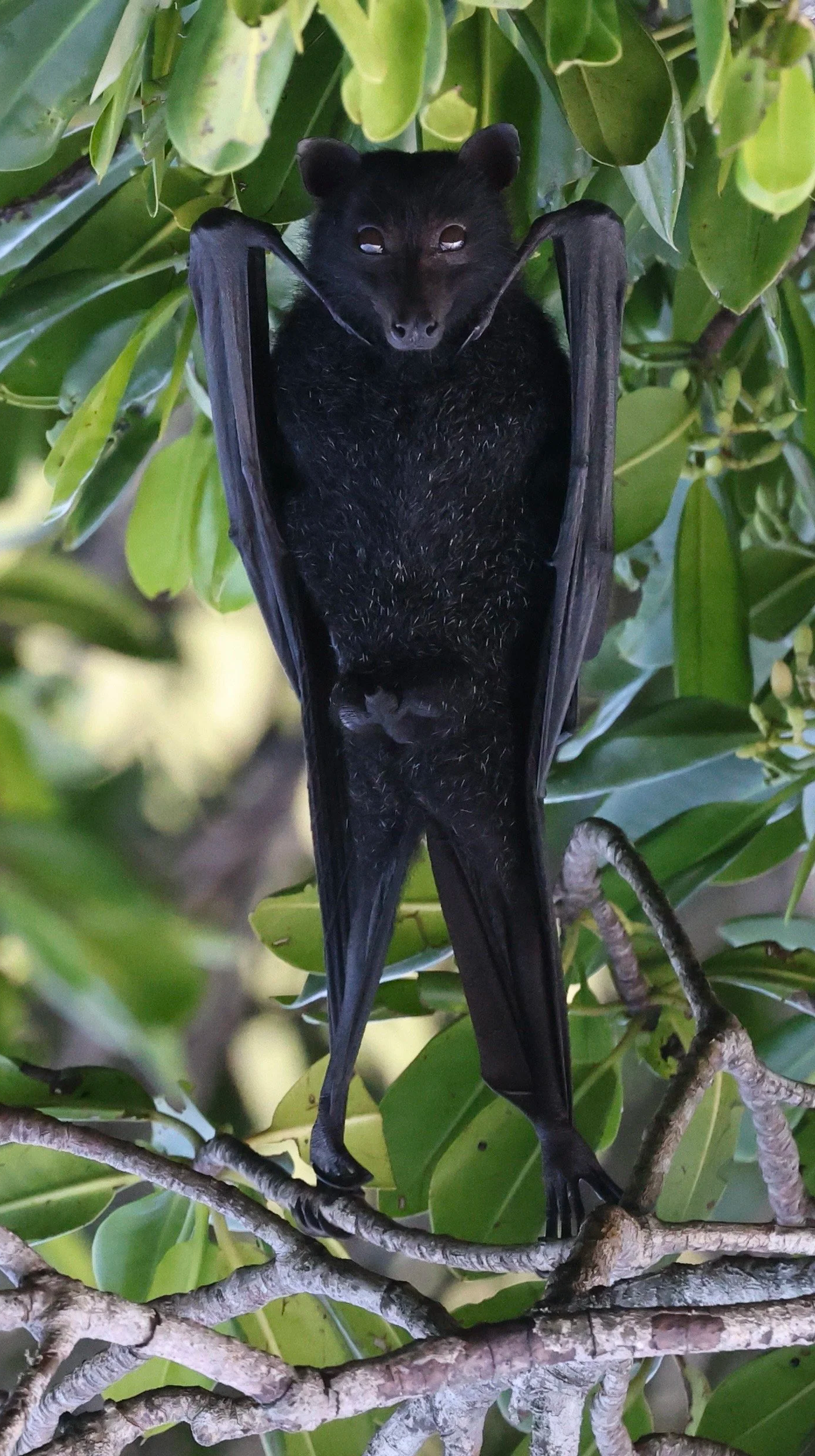 A black fruit bat hanging from a tree branch with green leaves in the background.
