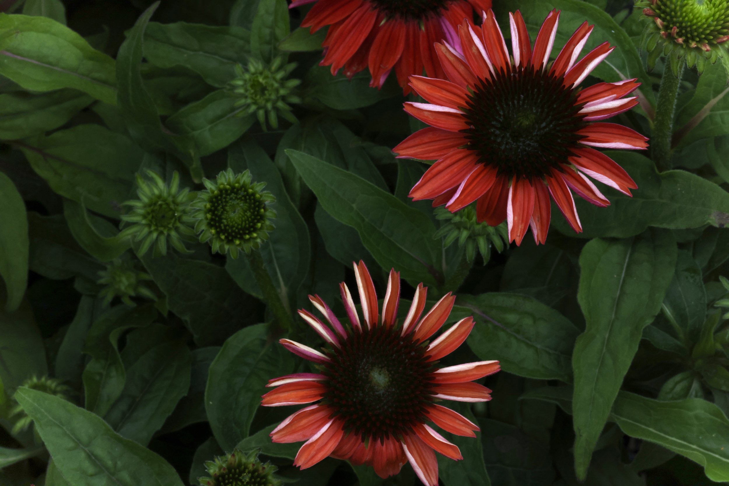 Red and pink flowers with dark centers surrounded by green leaves.