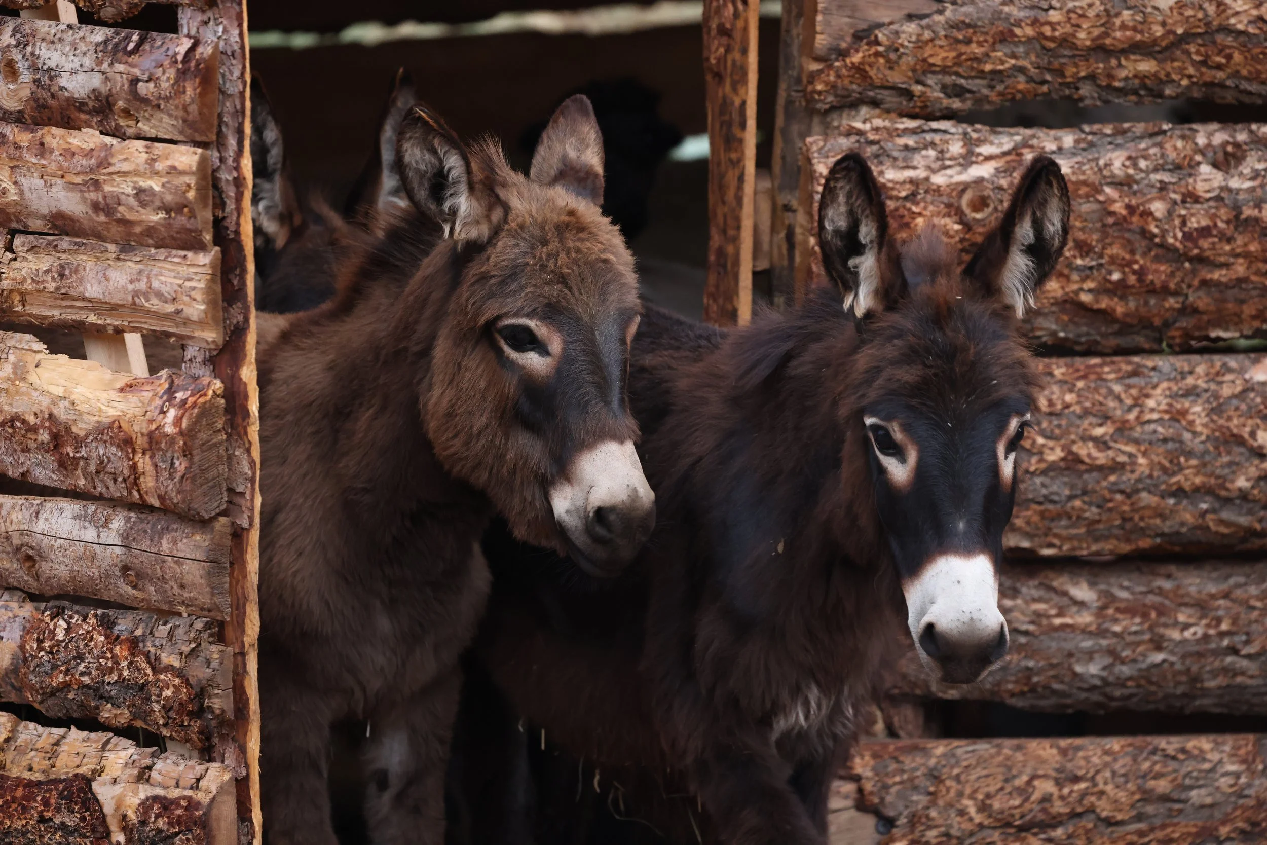 Two donkeys with brown and black fur peeking out from behind wooden logs and planks.