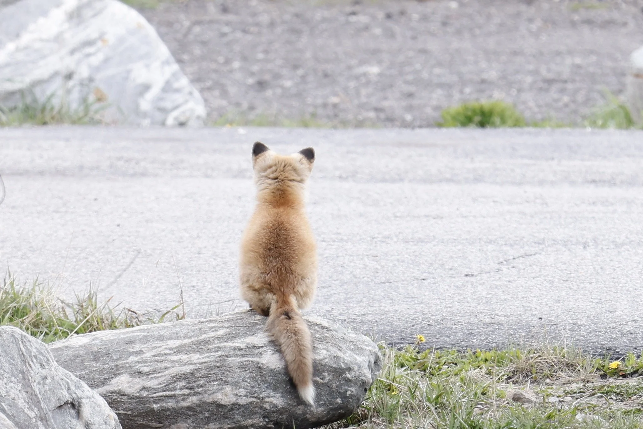 A small dog, possibly a corgi, standing outdoors on a rock with its back to the camera, looking toward a gravel and grassy area.