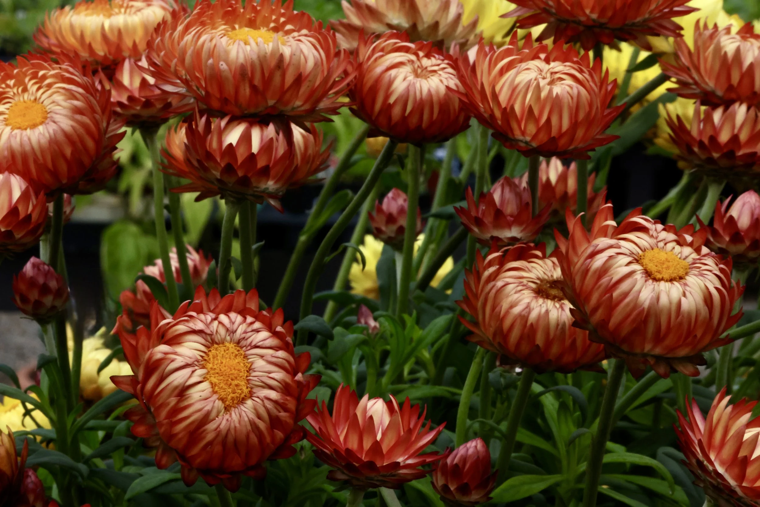 Close-up of red and orange dahlias with yellow centers and green stems, in a garden setting.