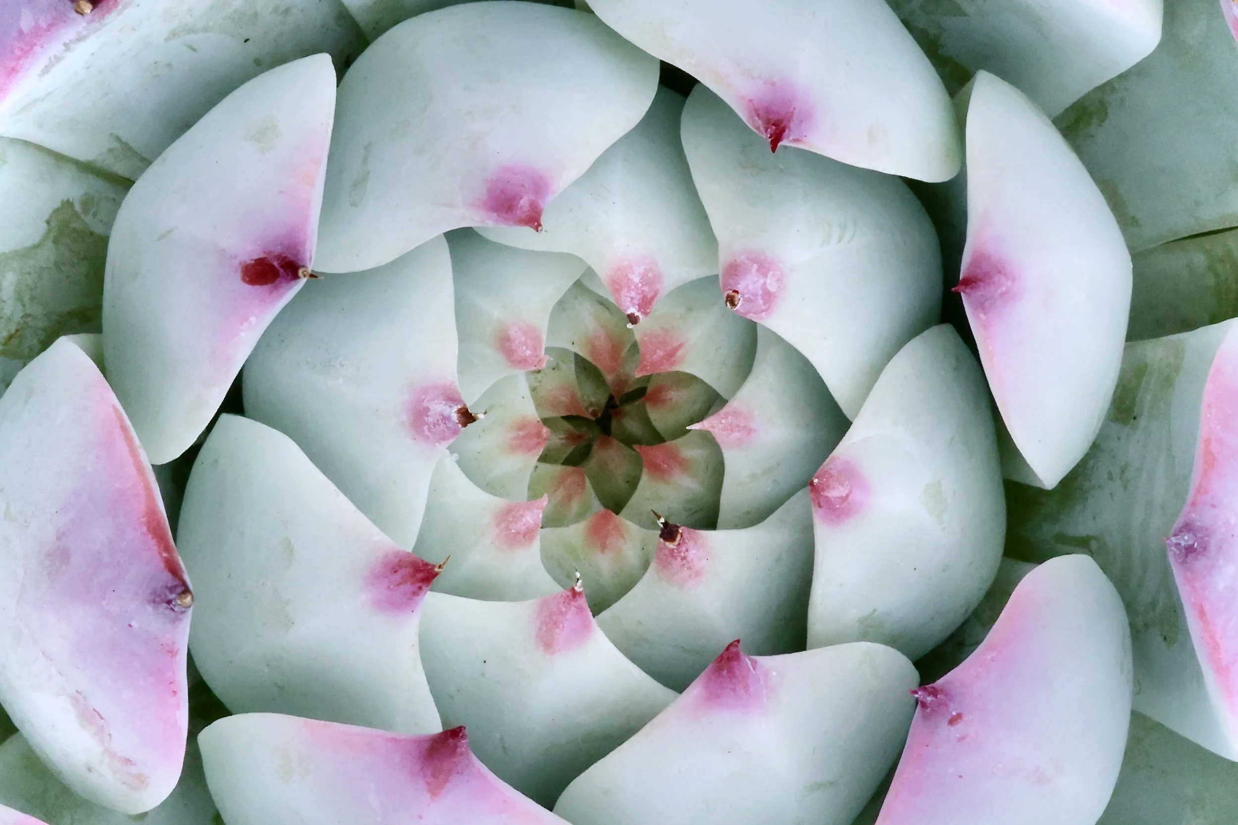 Close-up of a cluster of white succulent leaves with pink tips, arranged in a spiral pattern.