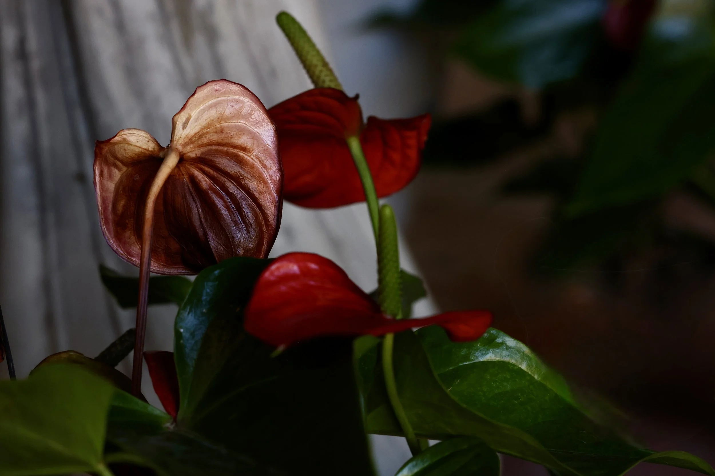 Close-up of vibrant red and pink anthurium flowers with glossy green leaves in the background.