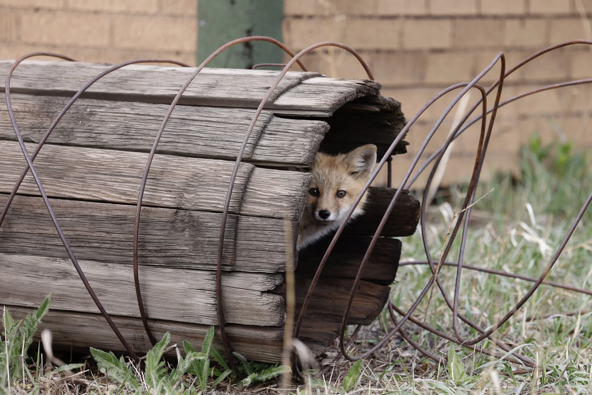 A small fox peeking out from behind a weathered wooden structure with rusted wire fencing in a grassy outdoor area.