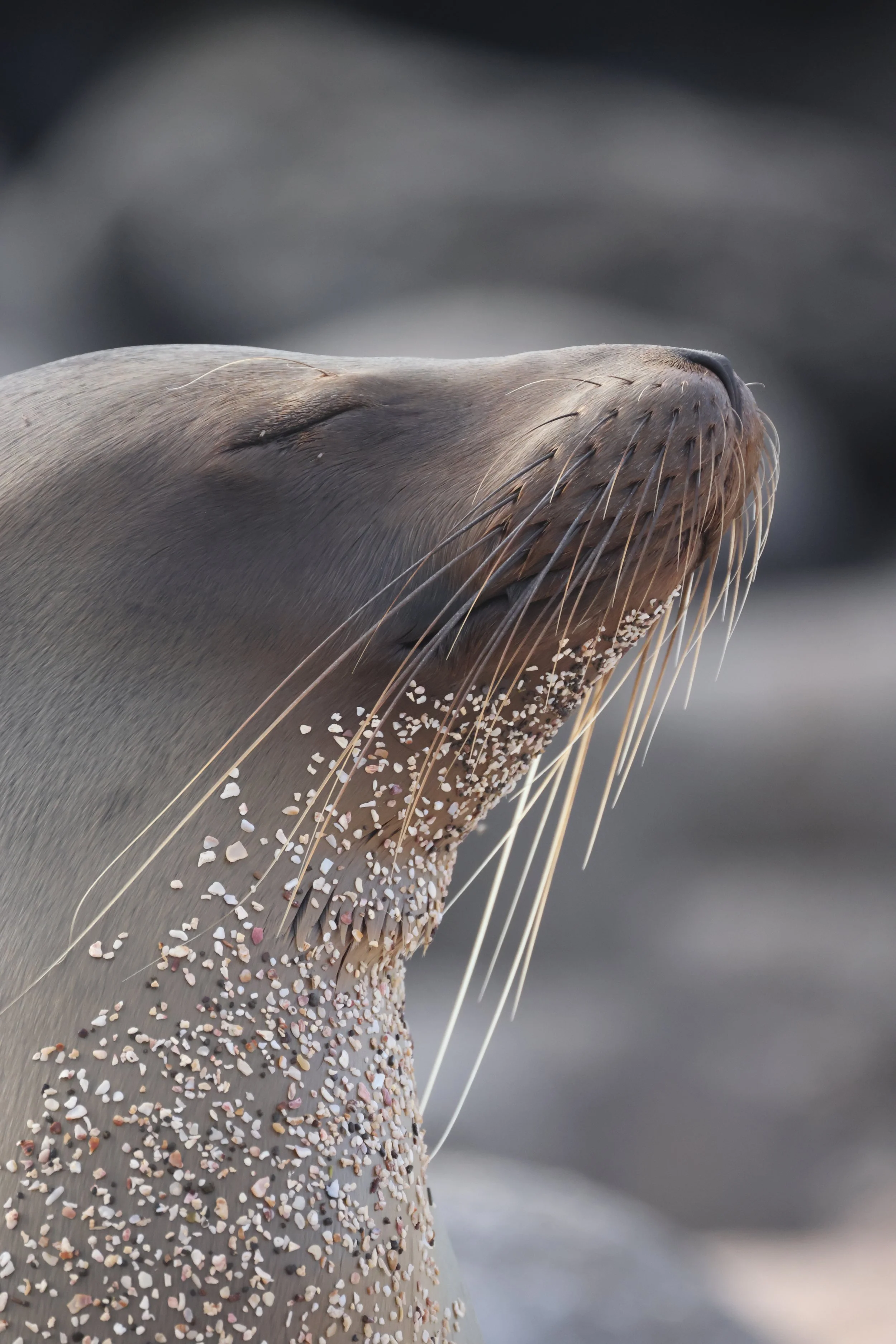 Close-up of a seal's face, with detailed whiskers and closed eyes, with sandy particles on its nose and surrounding skin.
