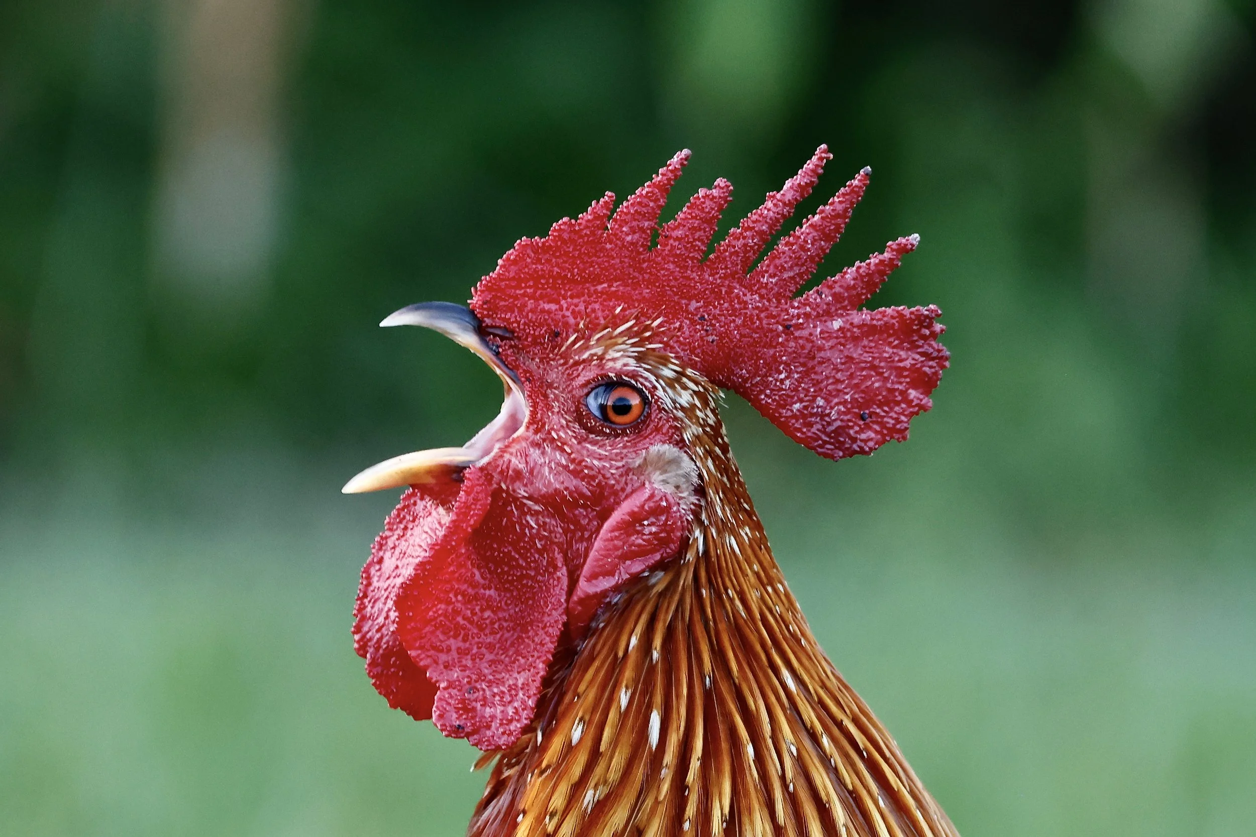 Close-up of a rooster with a red comb and wattles, with a blurred green background.