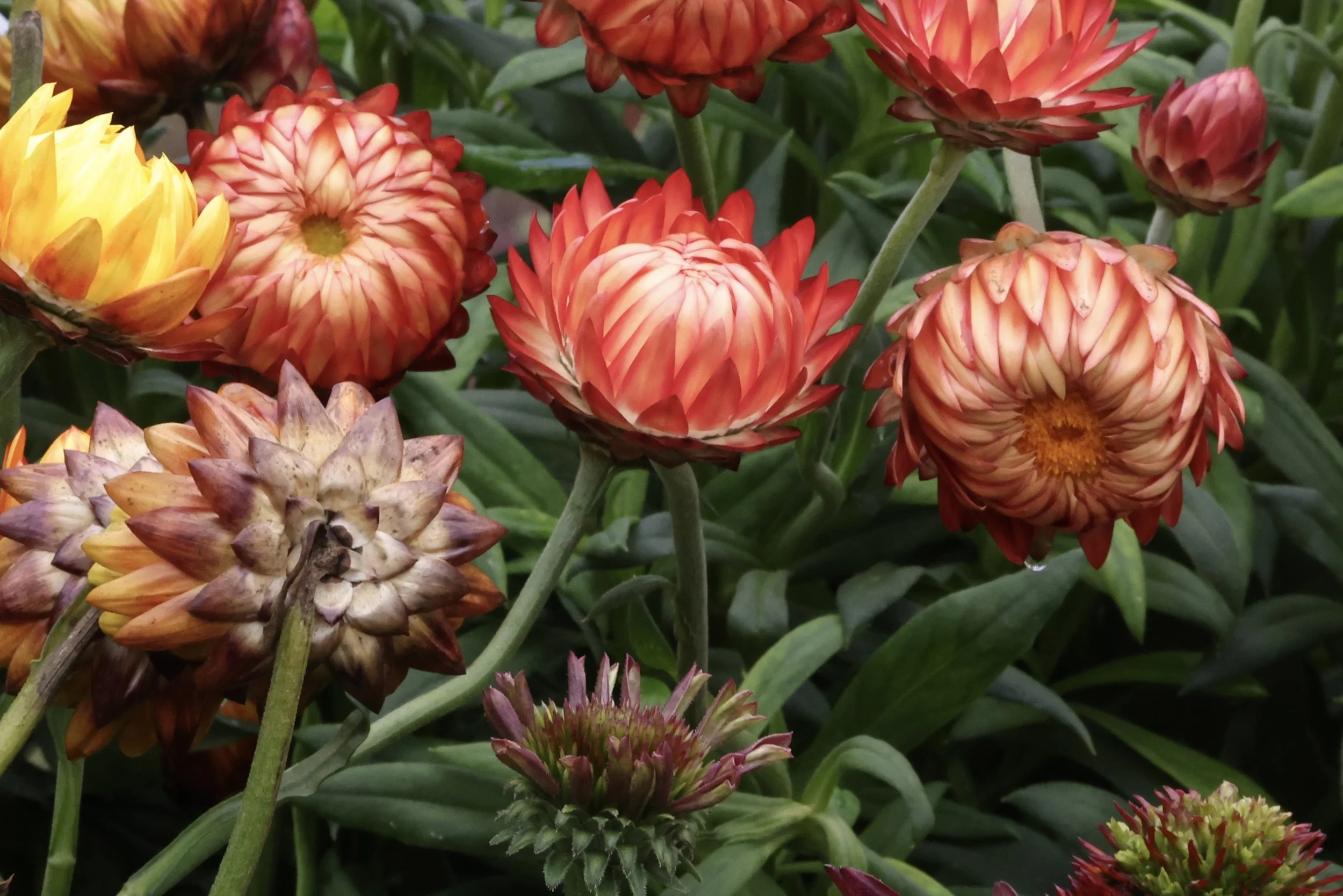Various colorful flowers, including red, yellow, and orange dahlias, with green leaves in the background.