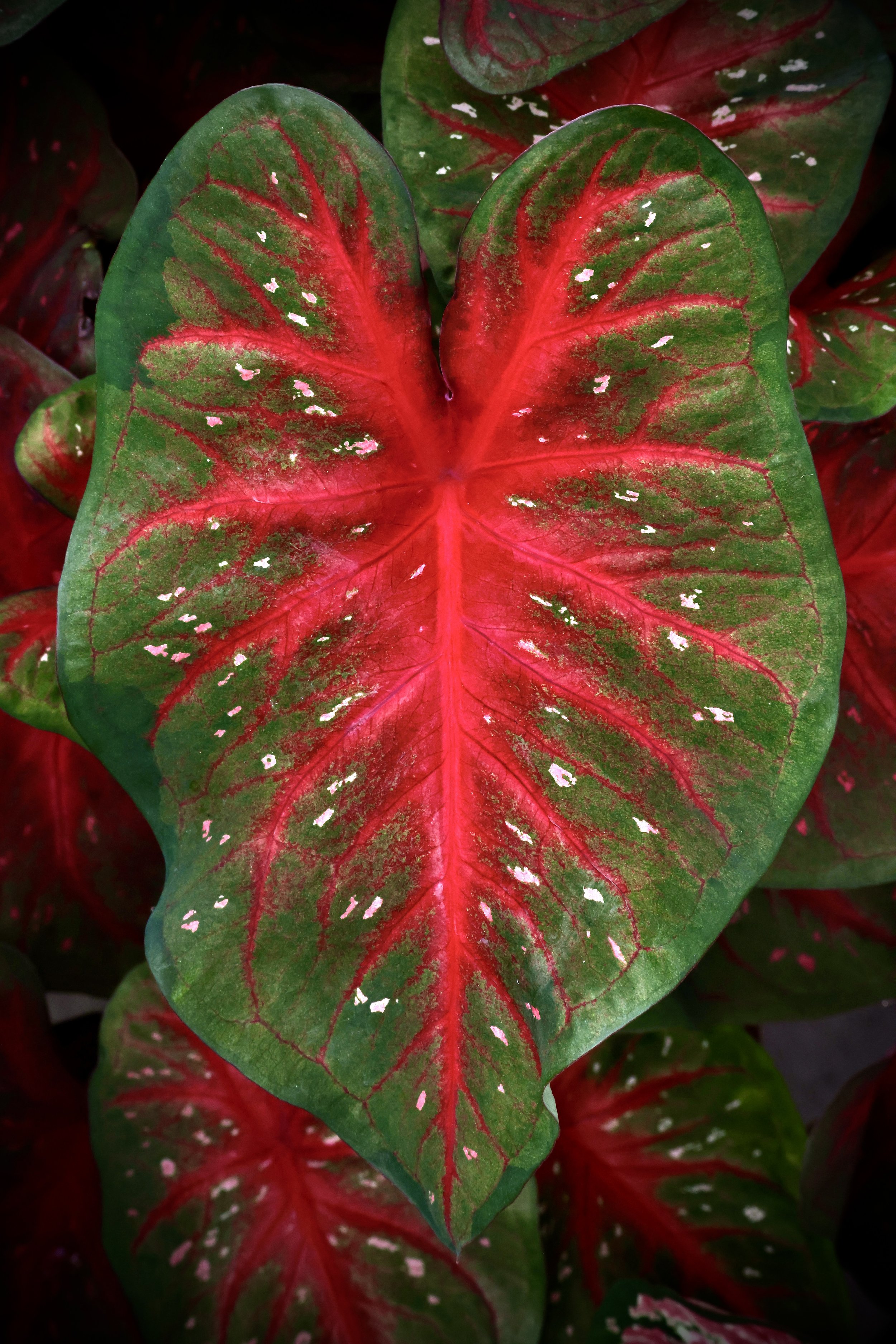 Close-up of a vibrant, multicolored leaf with a central red vein and green areas with pinkish-white spots.