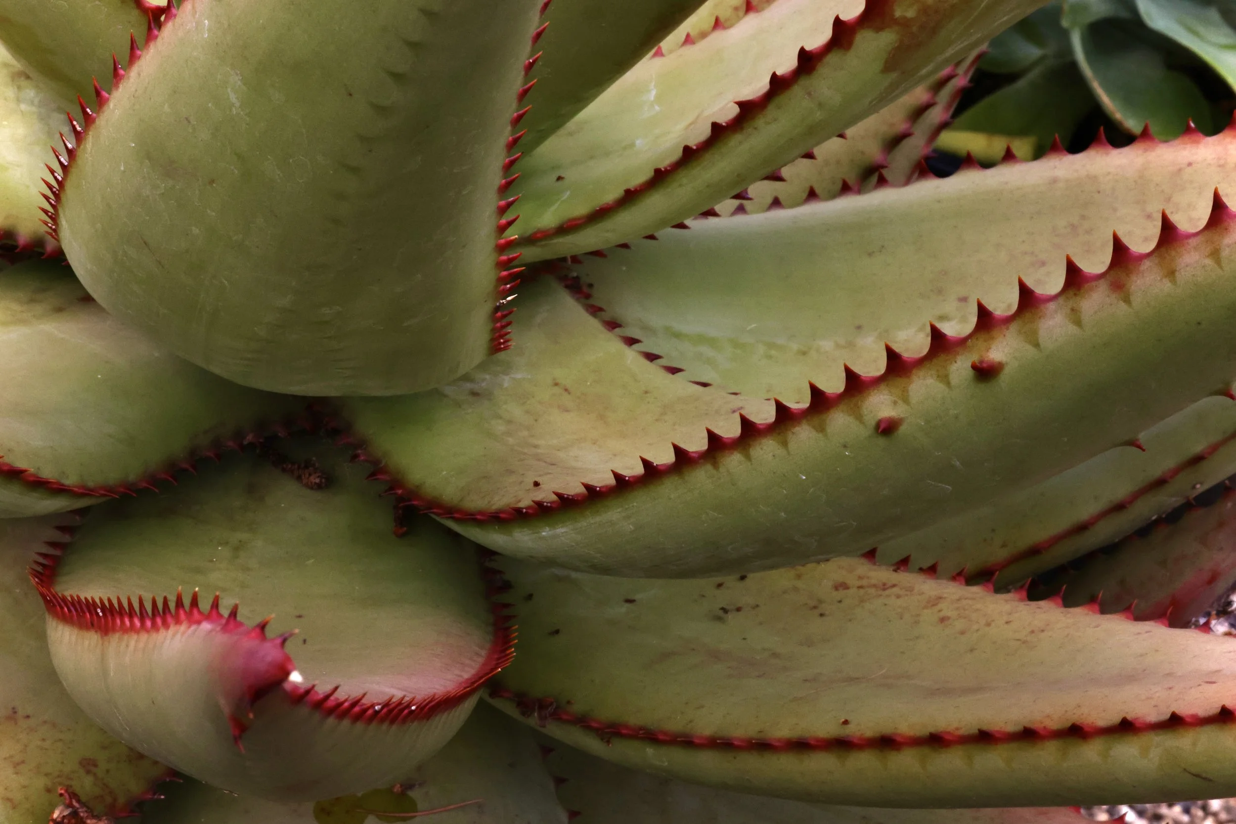 Close-up of an agave plant with thick green leaves edged with small, sharp red-tipped spines.