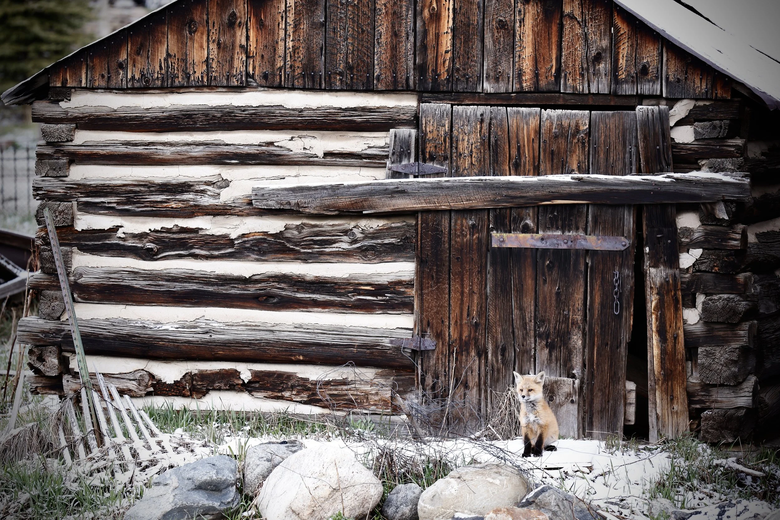 A rustic wooden cabin with weathered logs, some with peeling white paint, and a small door with metal hinges. In front, a fox with a bushy tail and pointed ears stands on snow-covered ground among rocks and grass.