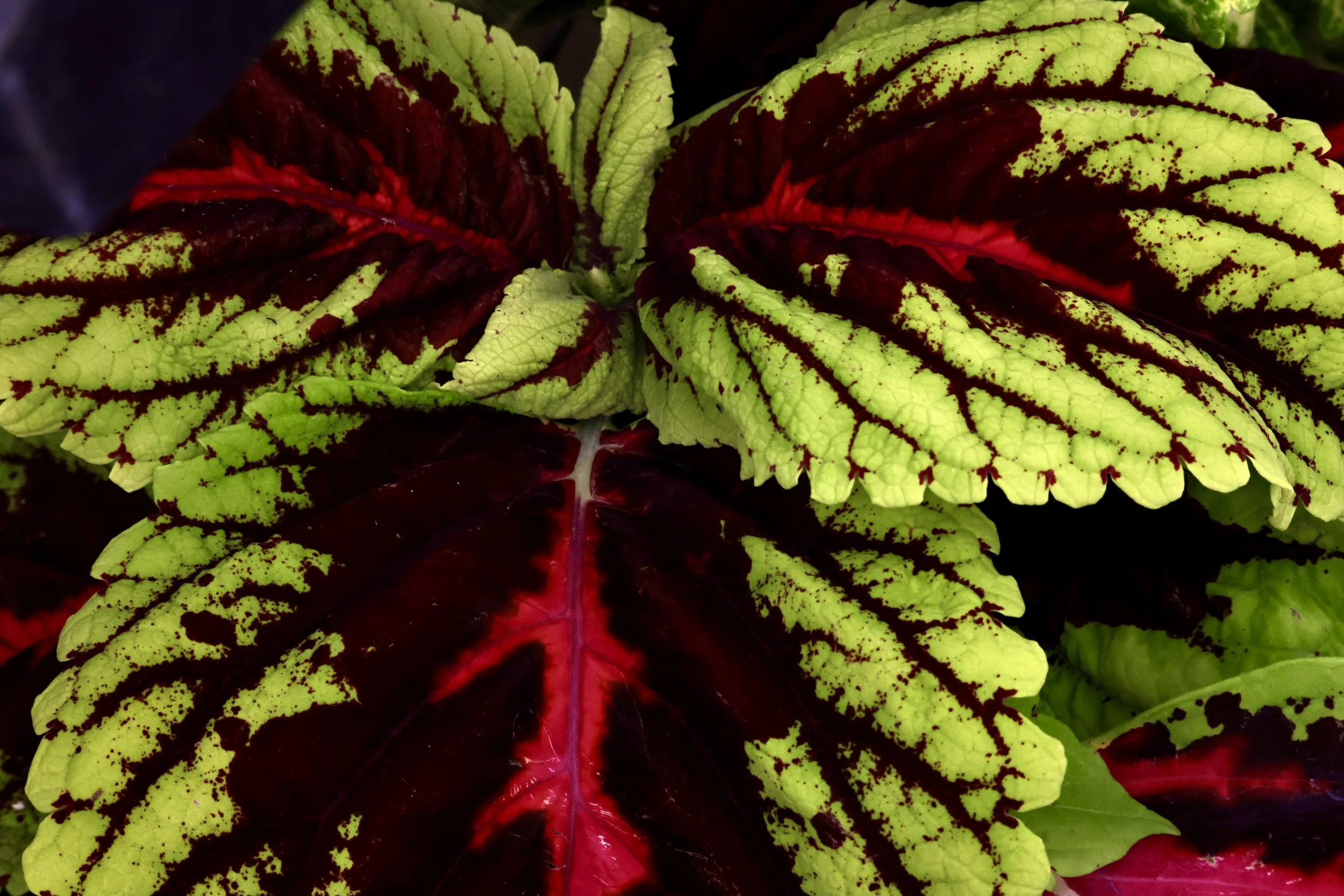 Close-up of brightly colored leaves of a garden plant with green, yellow, and deep red patches and veins.