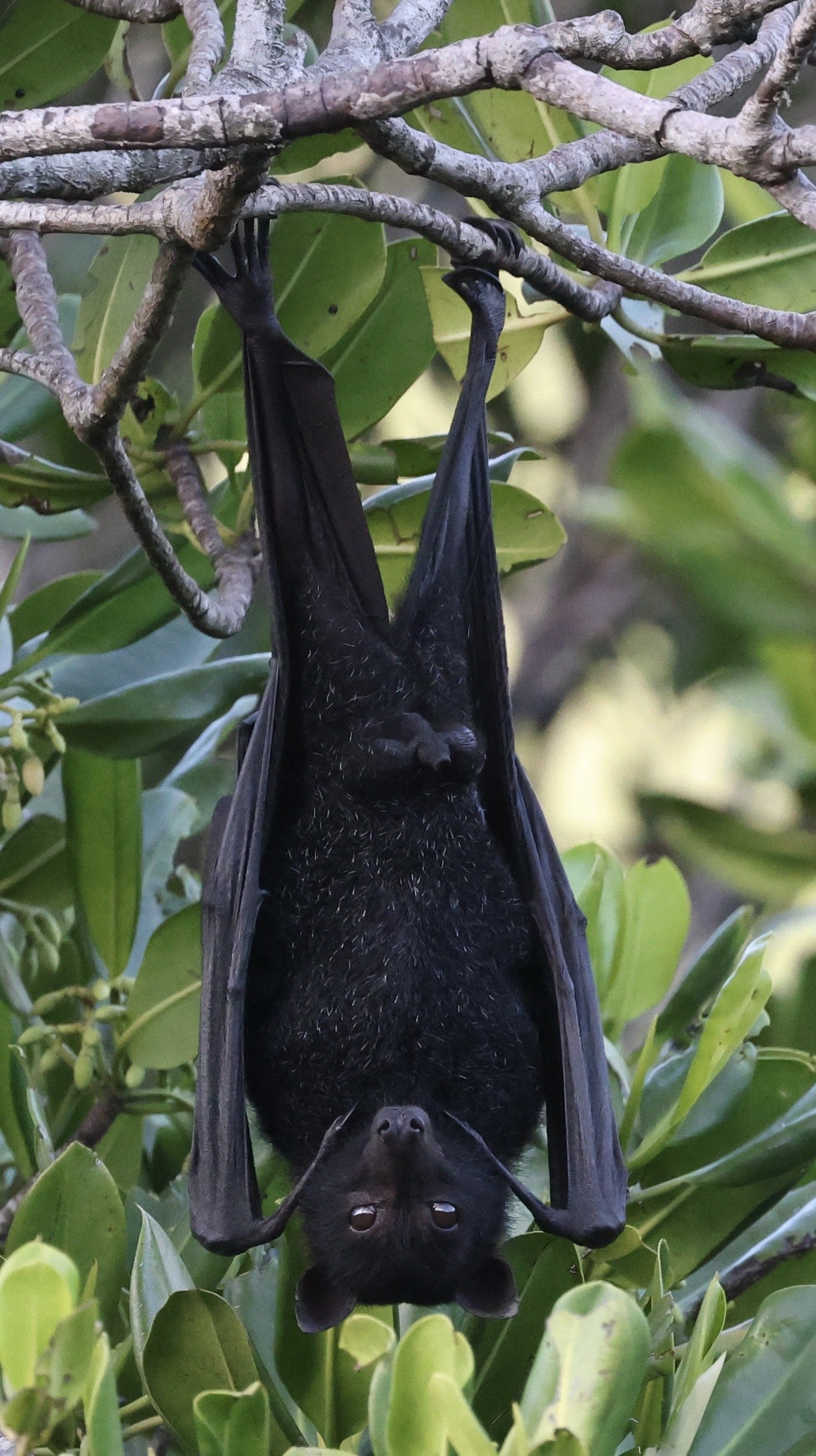 A black flying fox bat hanging upside down from a tree branch surrounded by green leaves.