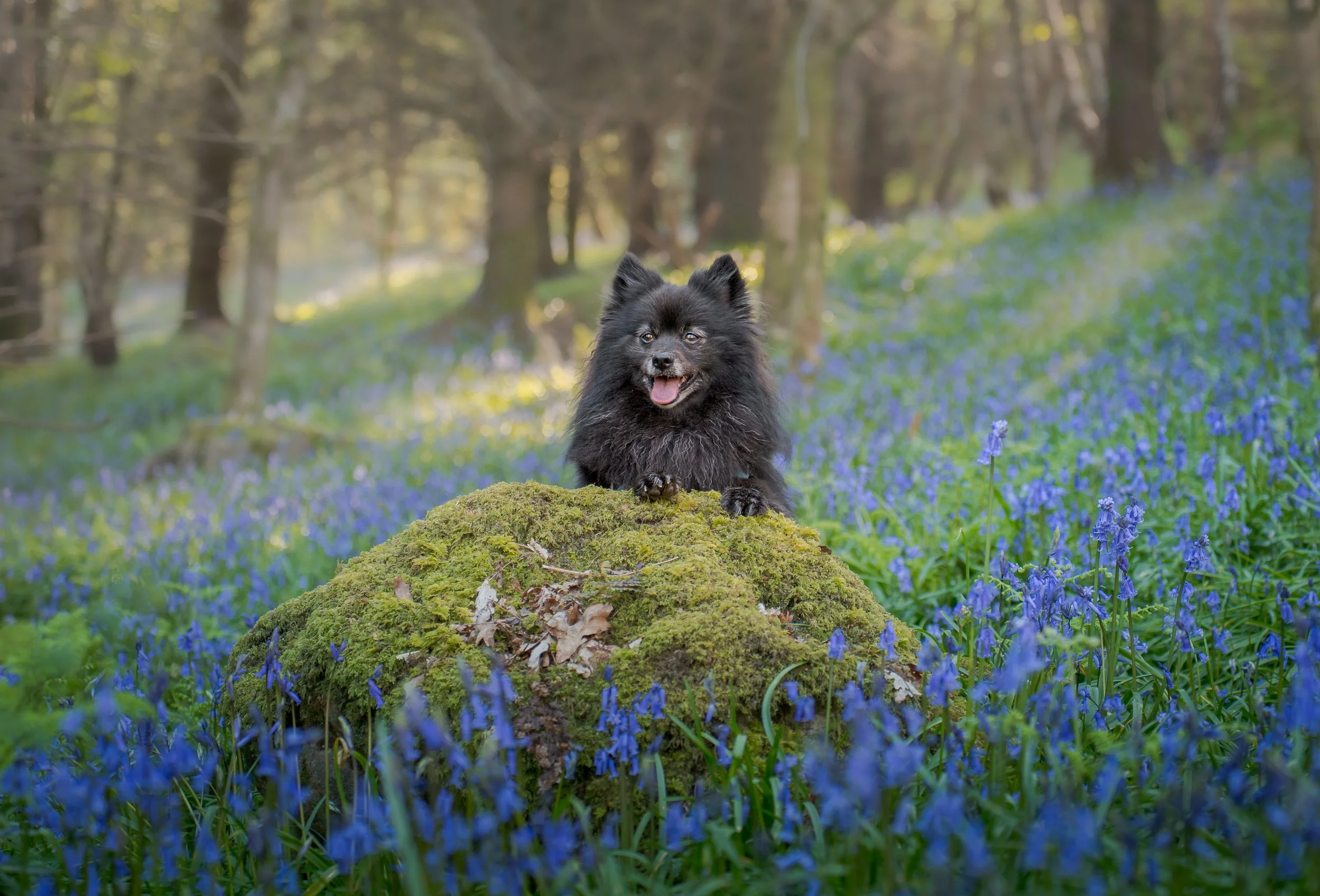 Yogi lying on rock_.jpg