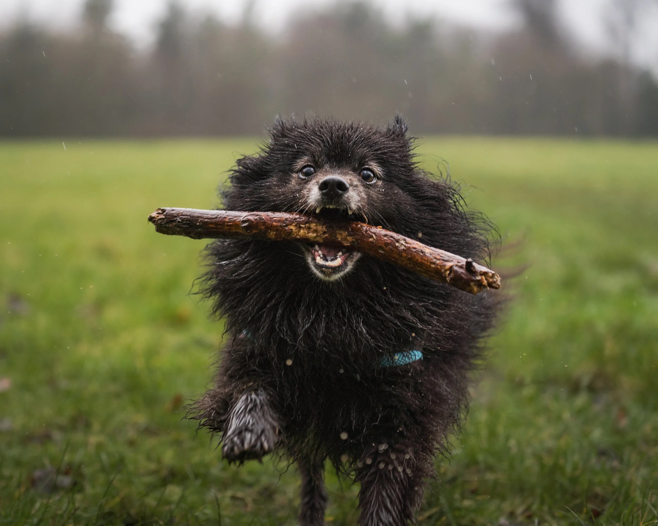 4x5 paw up.jpg