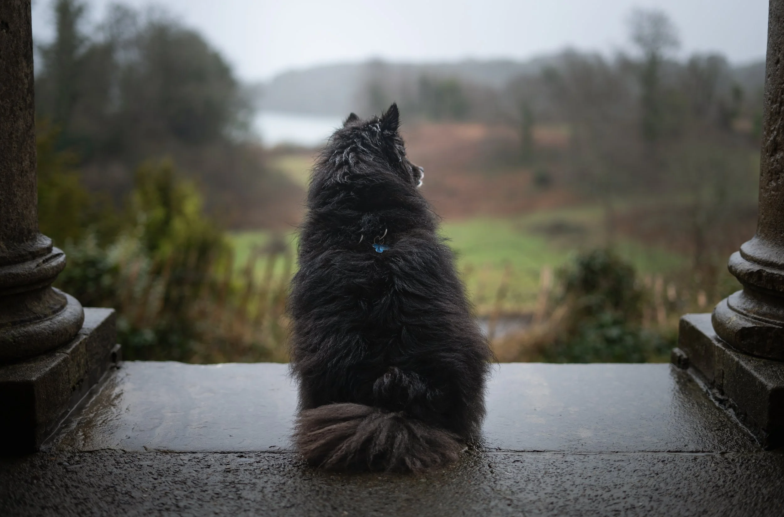 Yogi looking out.jpg