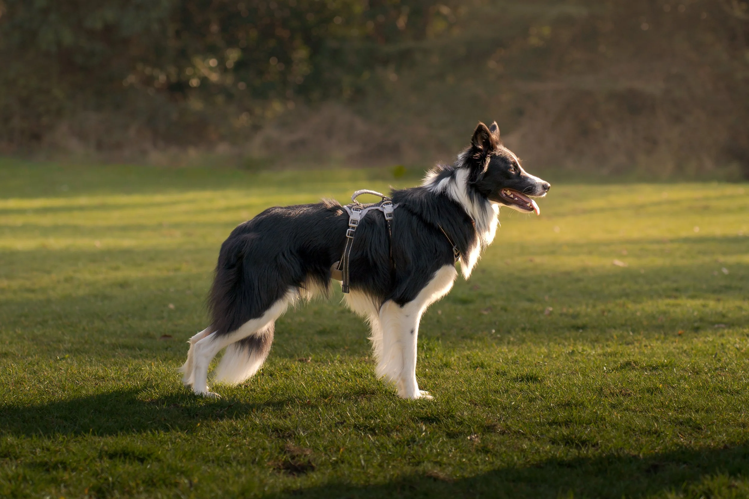 Collie standing.jpg
