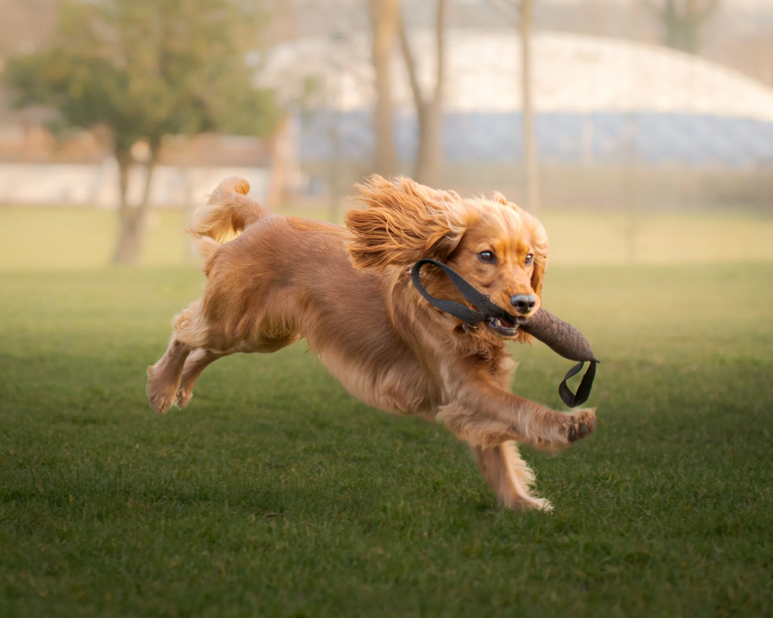 Running with toy.jpg
