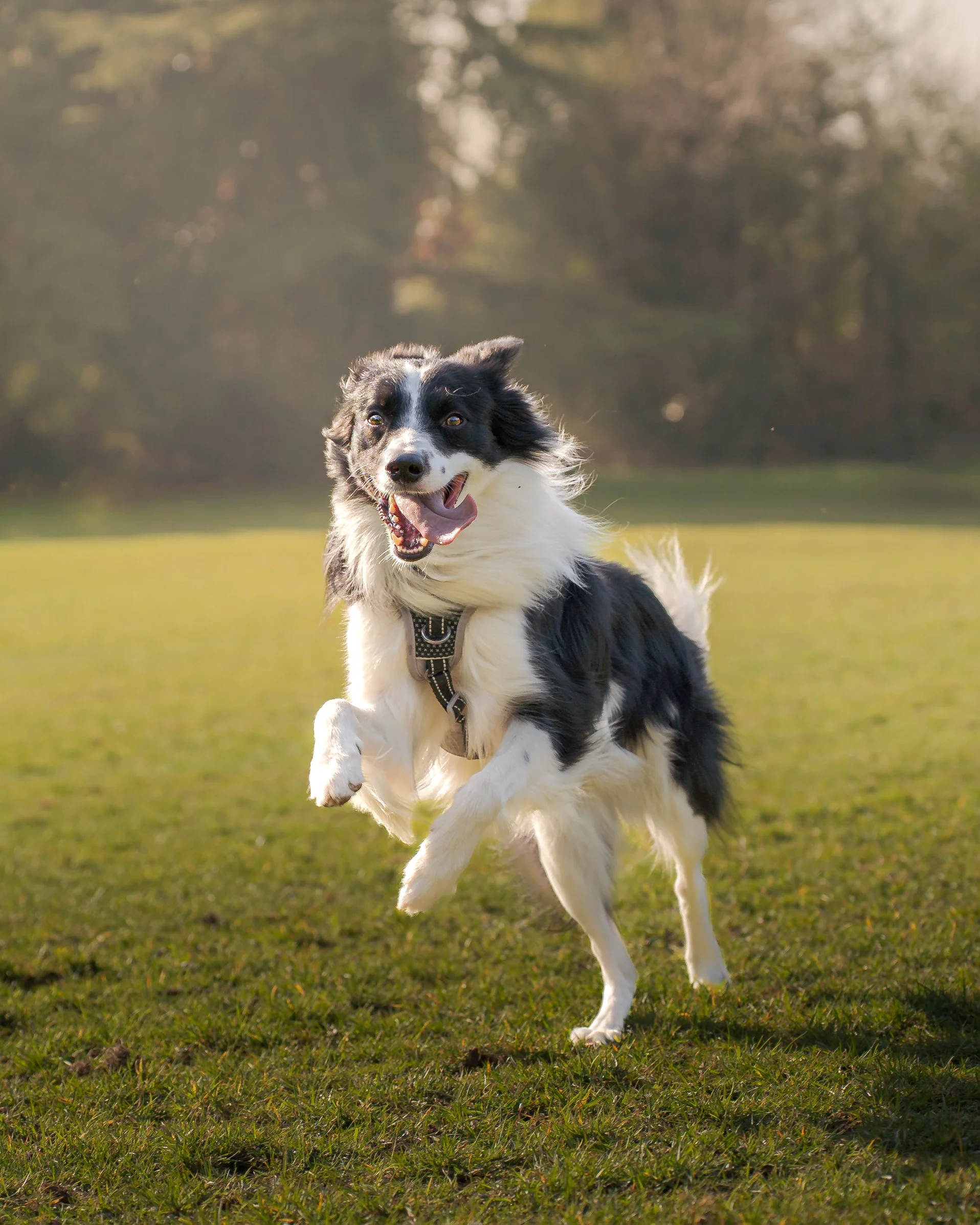 Collie running.jpg