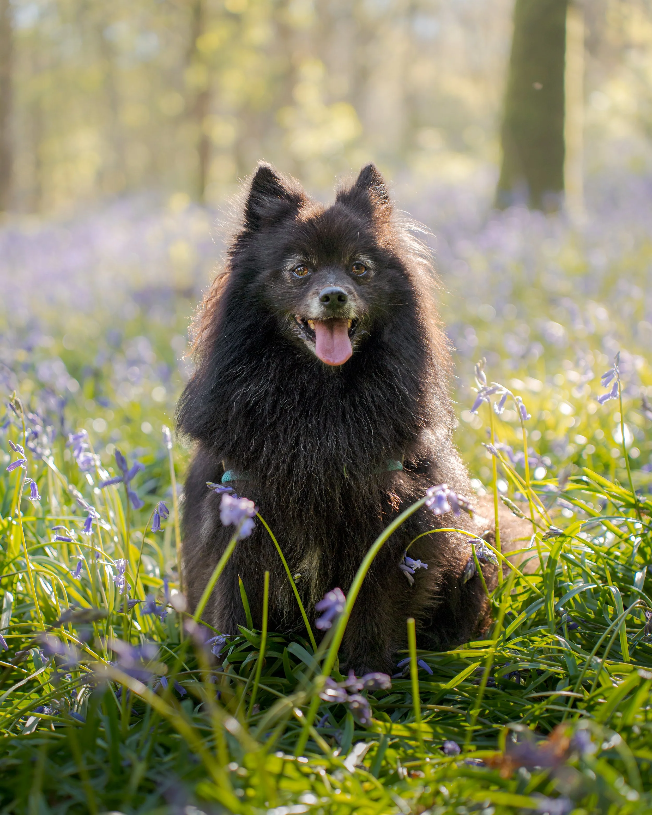 Yogi sitting in grass_.jpg