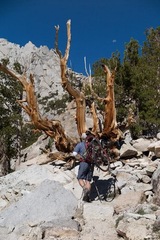 Ian Tervet hike-a-bike ascent of Kearsarge Pass near Independence, California, carrying a bicycle up rocky mountain stairs with sparse trees and a weathered dead tree trunk in the foreground.