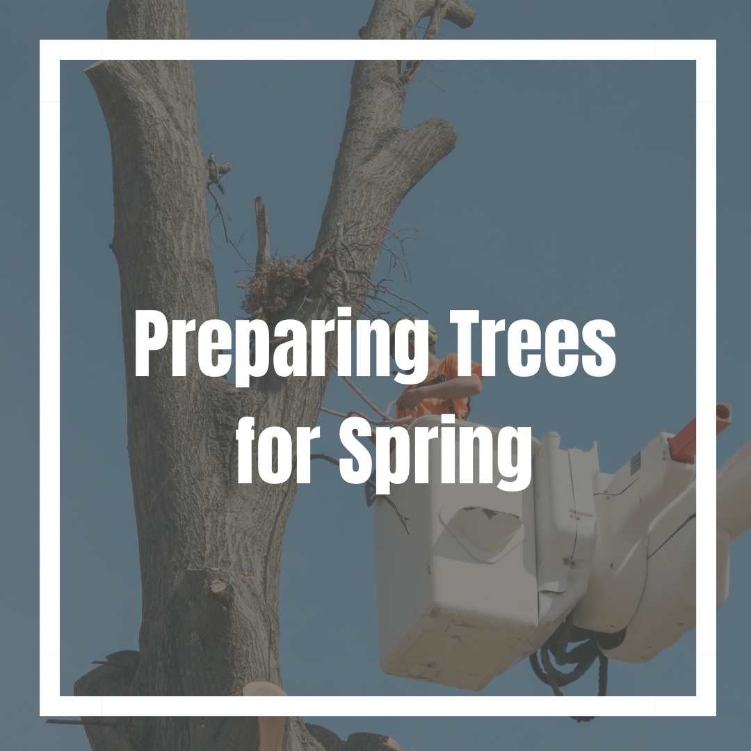 Preparing Trees for Spring