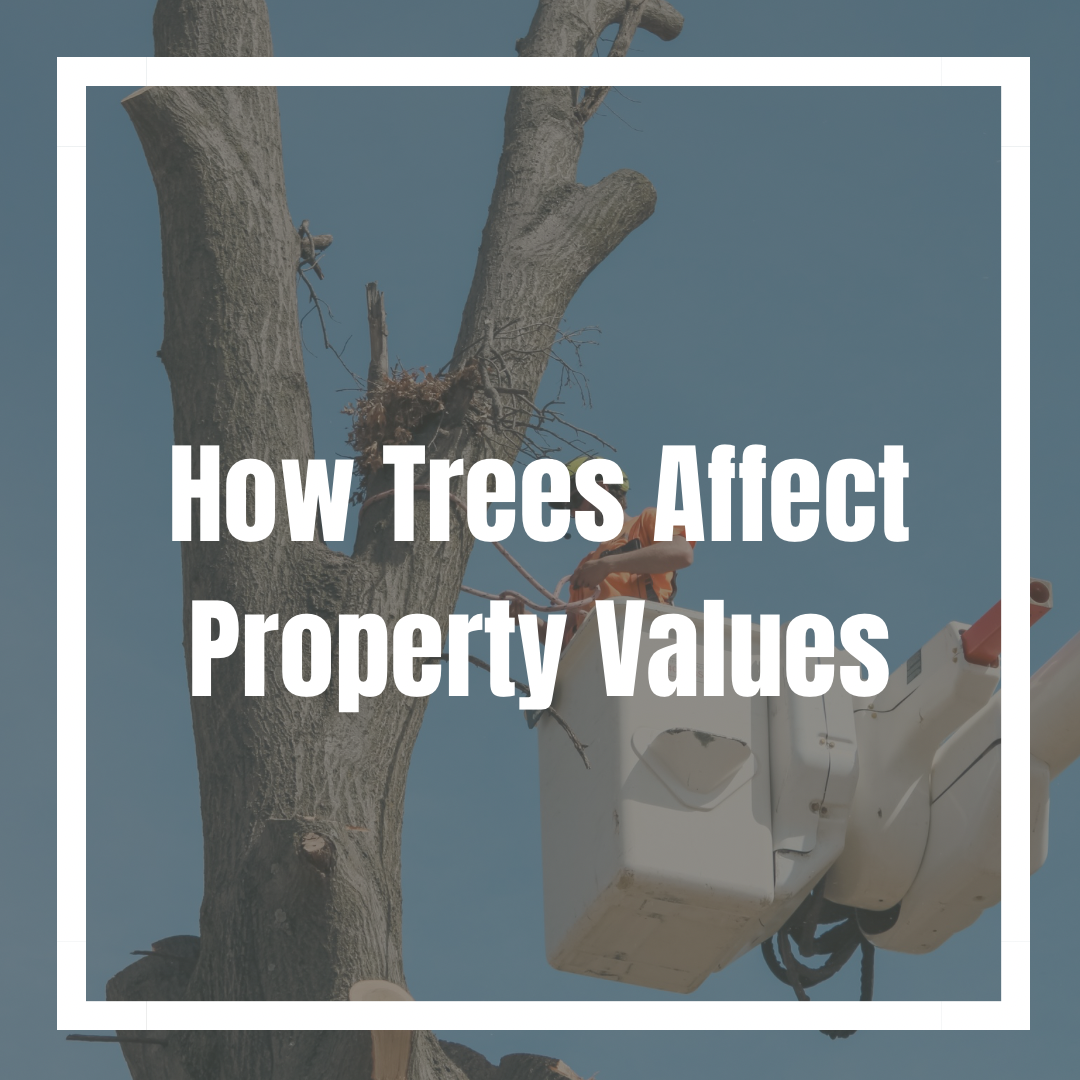 How trees affect property value
