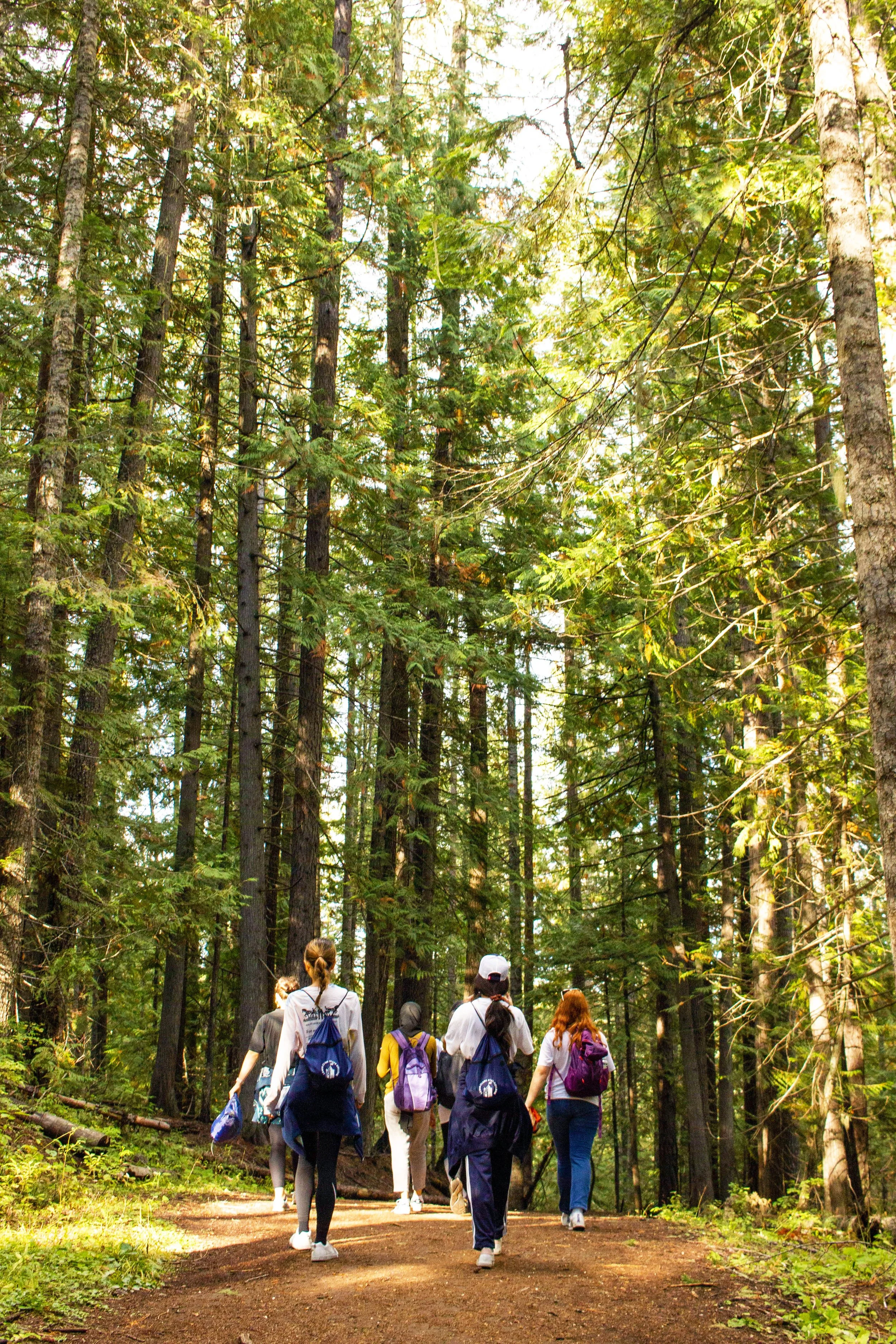 Group of people hiking on a dirt trail through a dense forest with tall green trees and sunlight filtering through