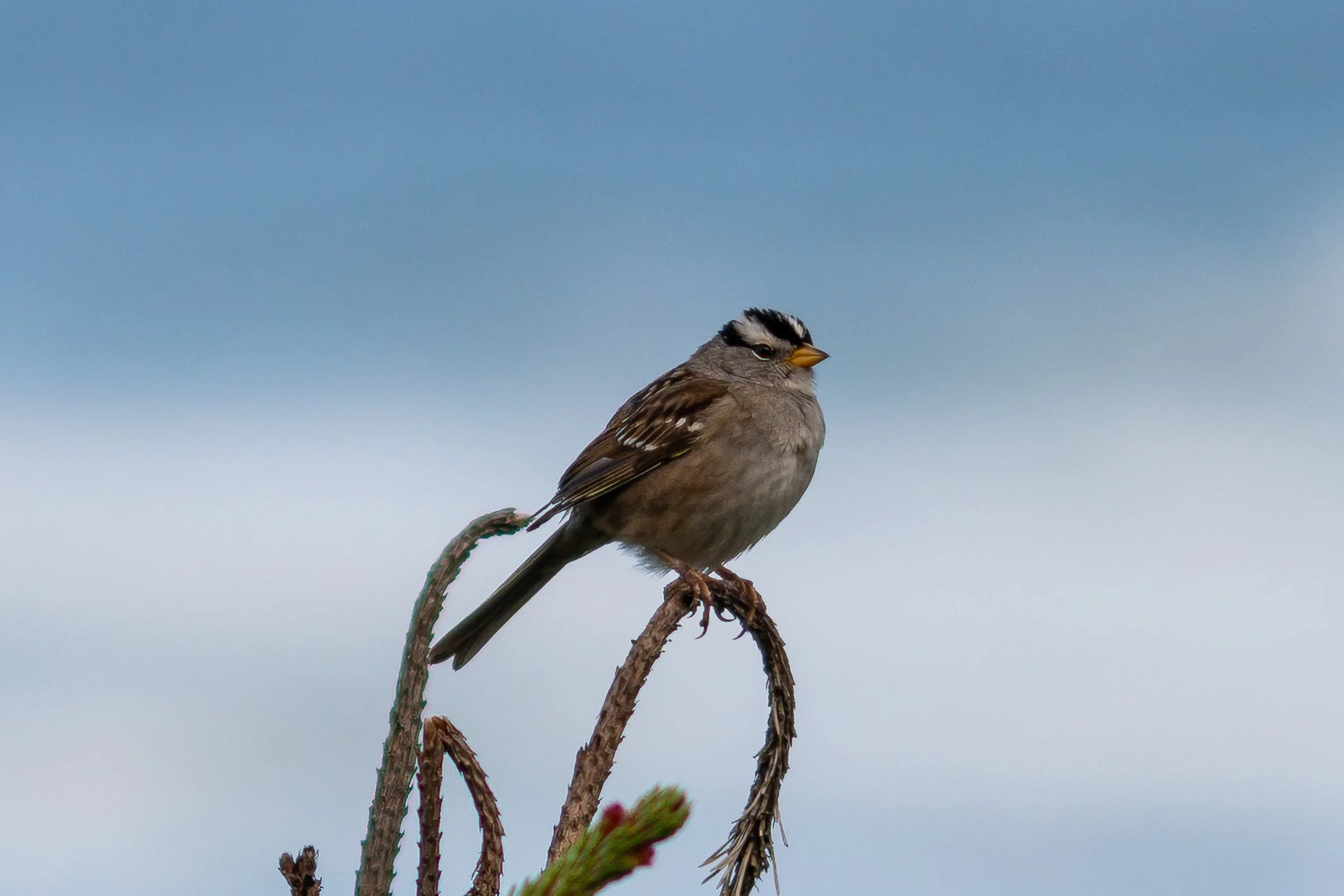 A small bird with brown and gray feathers, black and white markings on its head, perched on a brown, dry, curved plant stem against a cloudy sky background.